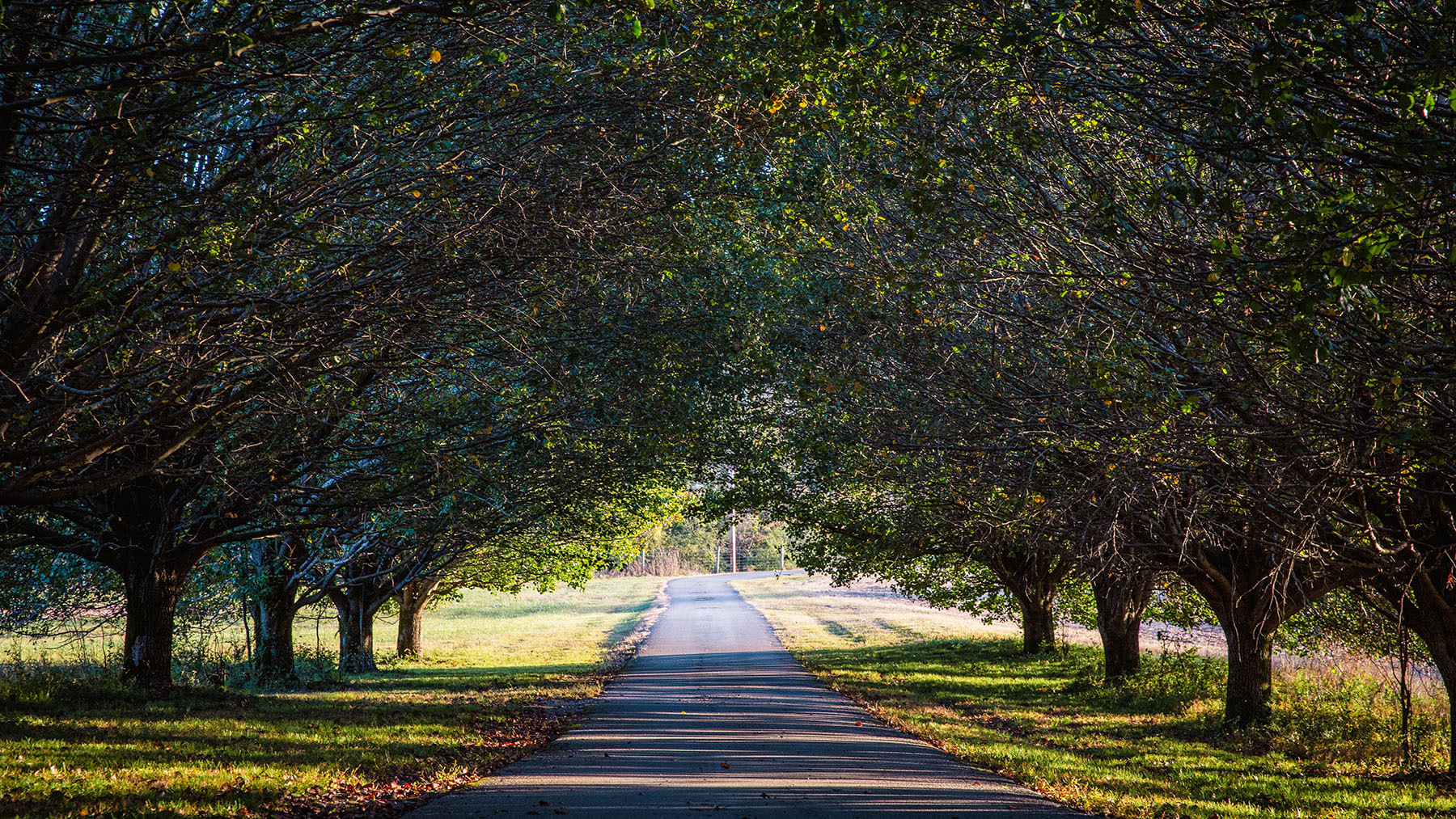 Keith Springs Mountain property picture 29 of 59