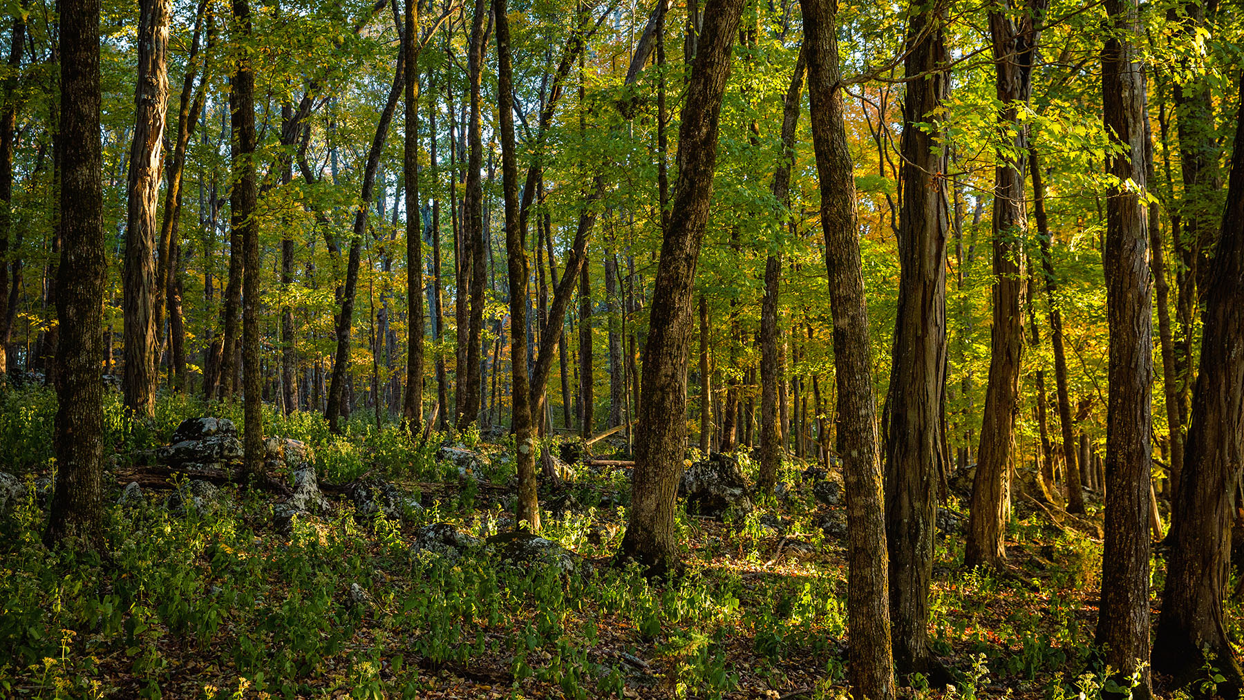 Keith Springs Mountain property picture 21 of 59