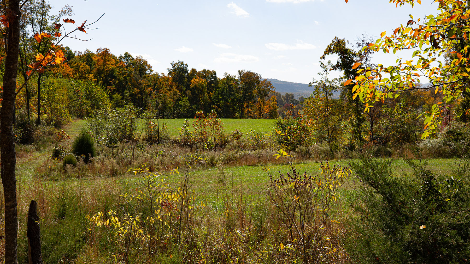 Keith Springs Mountain property picture 42 of 59