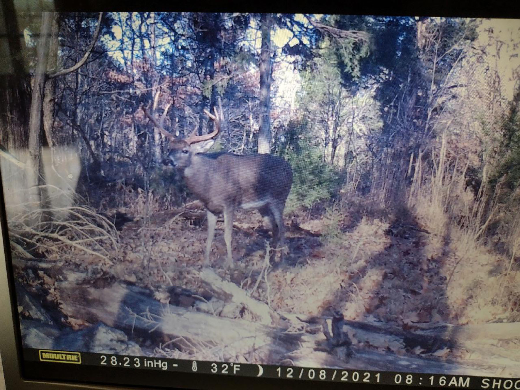Keith Springs Mountain property picture 41 of 59