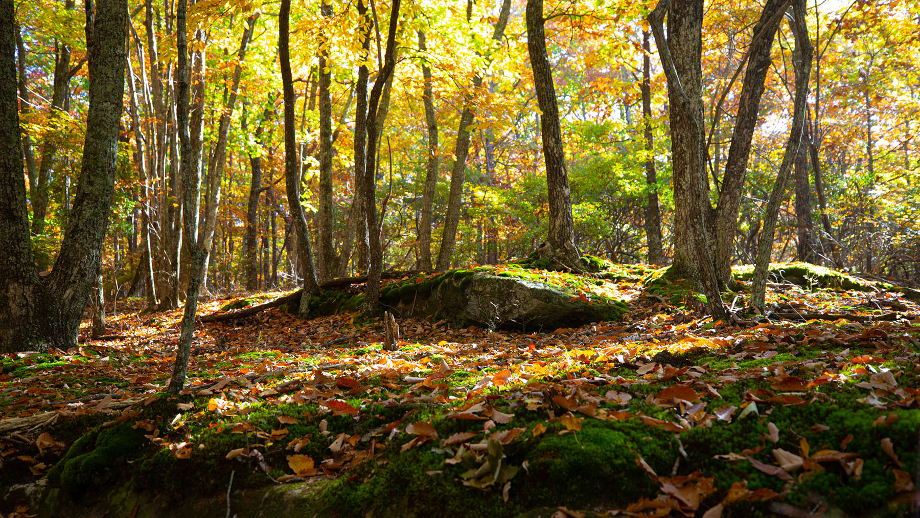 Keith Springs Mountain property picture 25 of 59