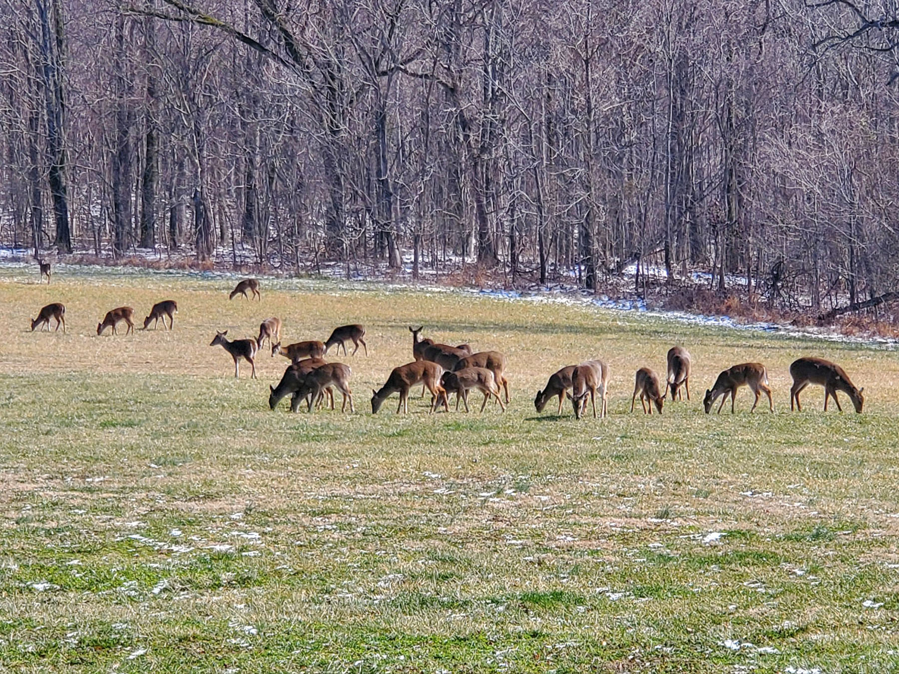Keith Springs Mountain property picture 40 of 59
