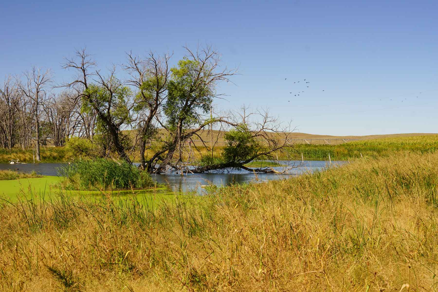 Nebraska Irrigated Farm property picture 26 of 47