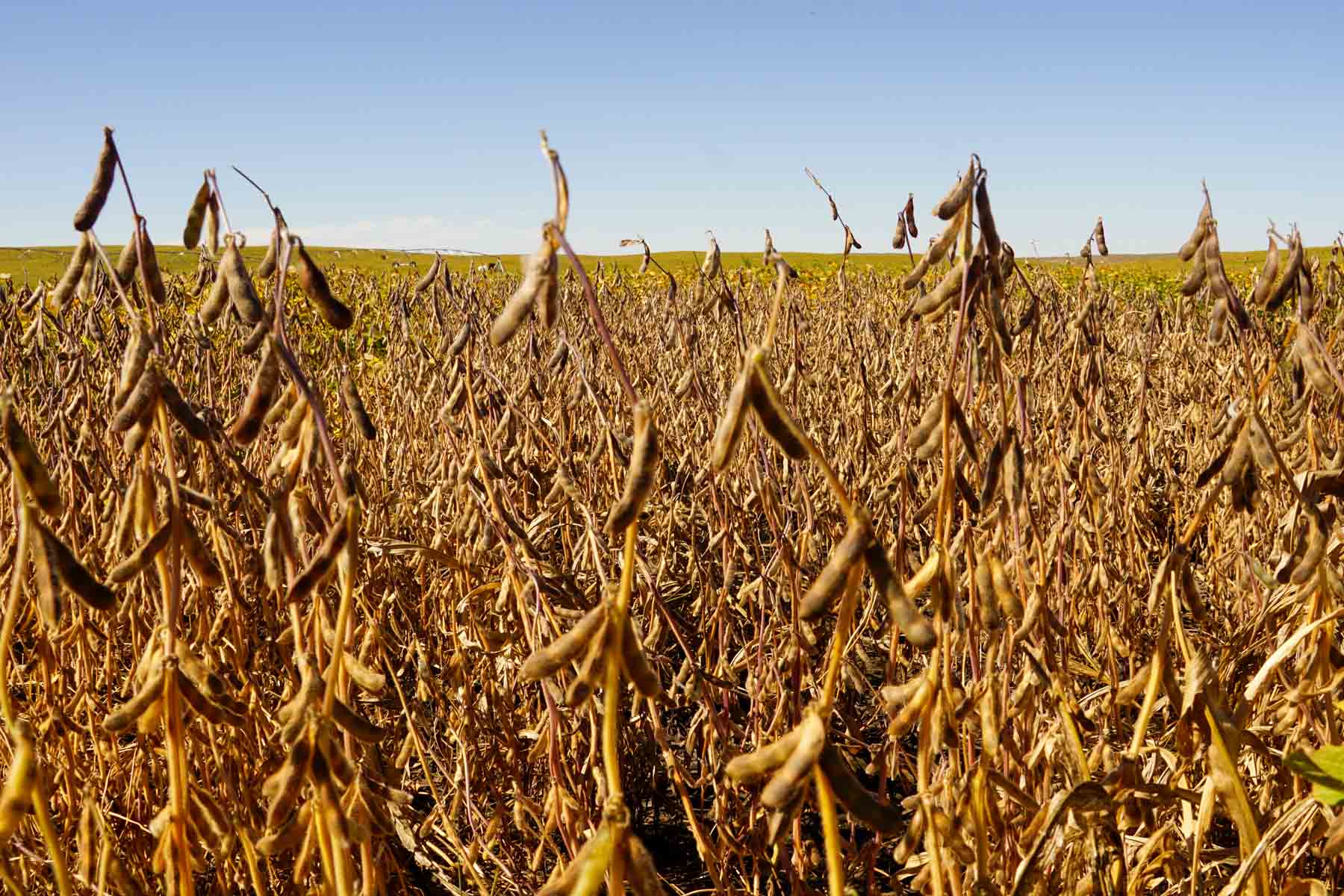 Nebraska Irrigated Farm property picture 33 of 47