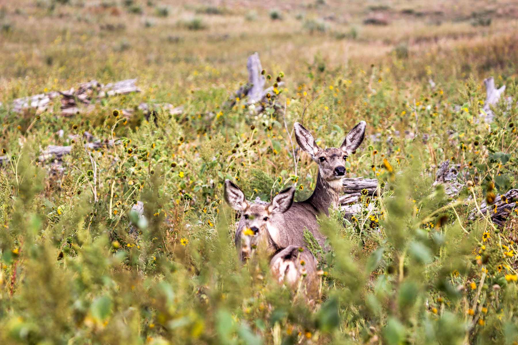Nebraska Irrigated Farm property picture 11 of 47