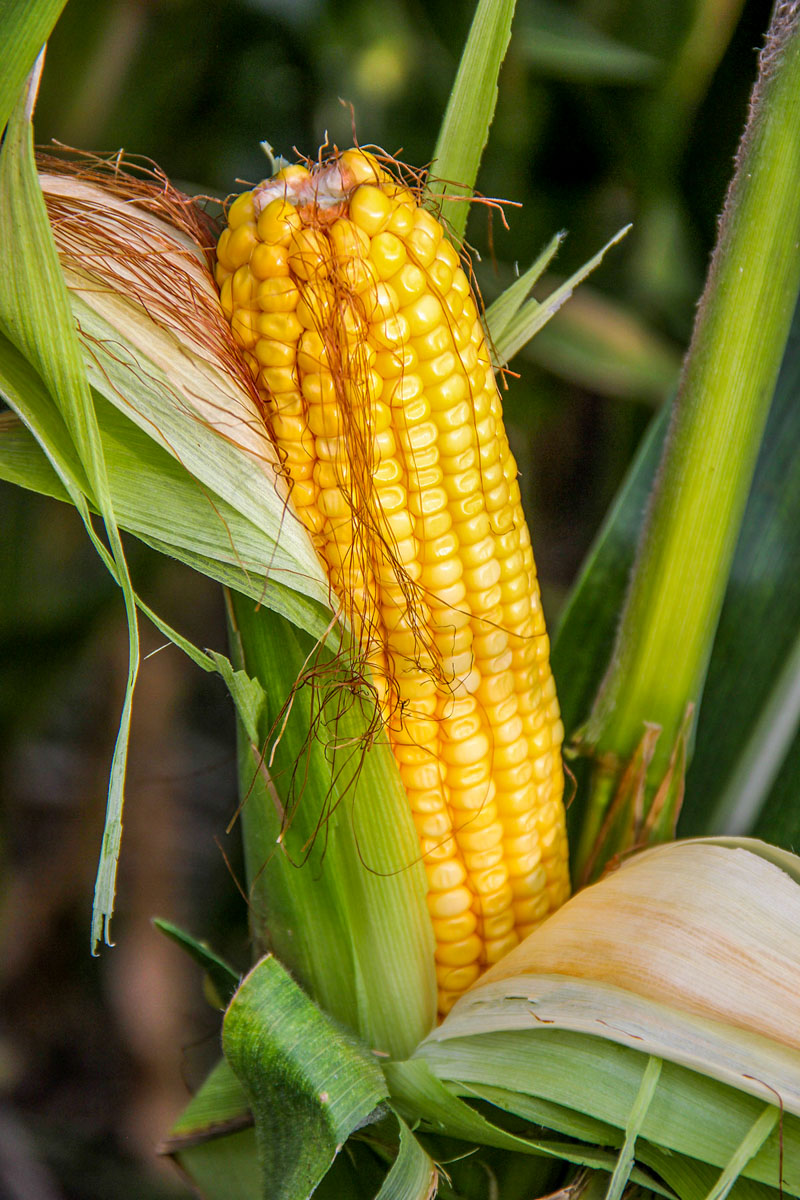 Nebraska Irrigated Farm property picture 34 of 47