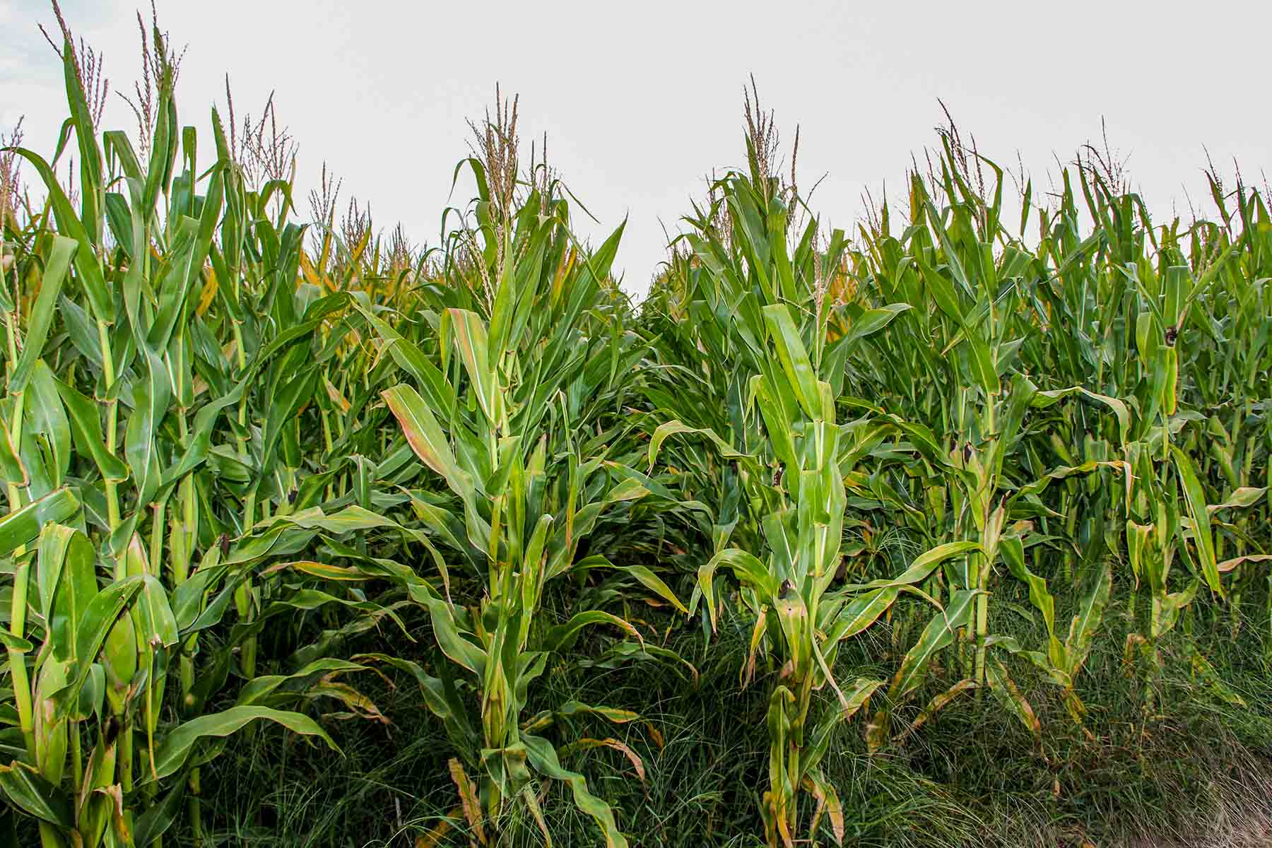 Nebraska Irrigated Farm property picture 7 of 47
