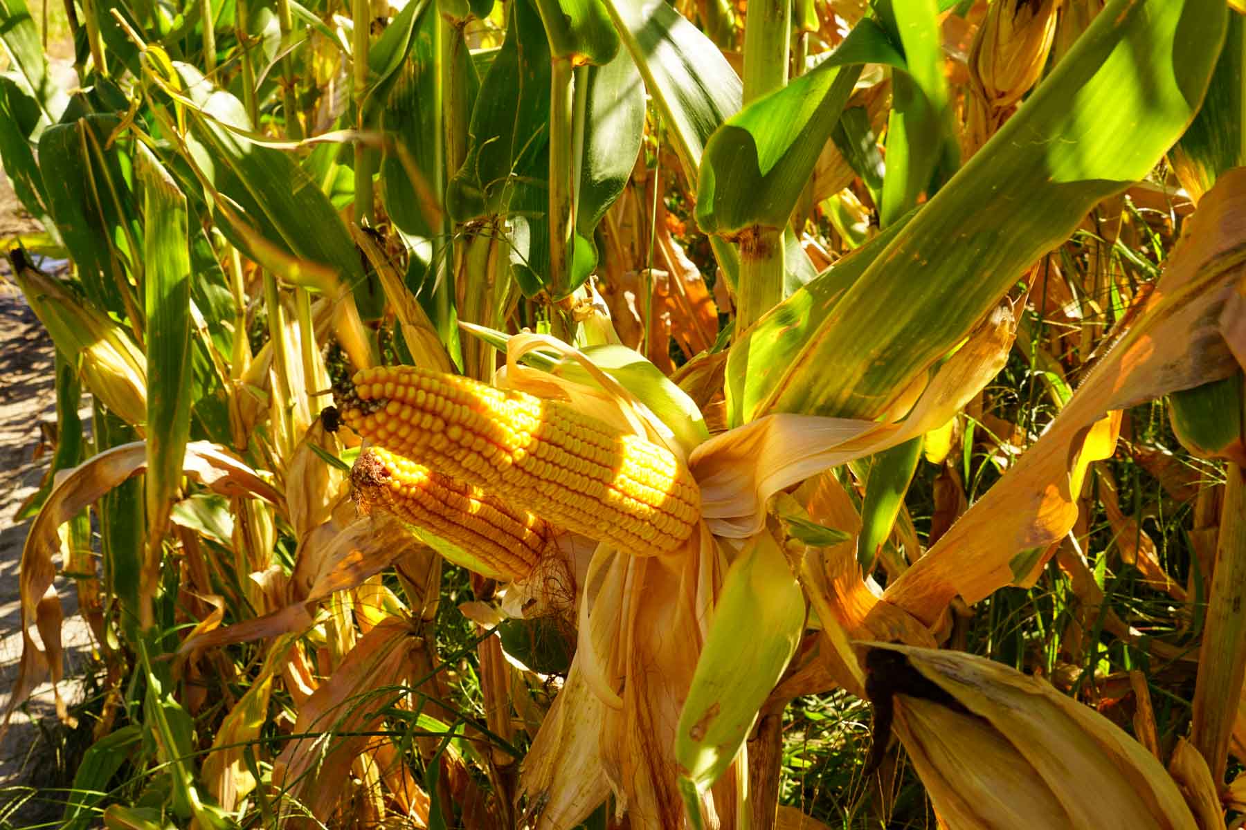 Nebraska Irrigated Farm property picture 32 of 47