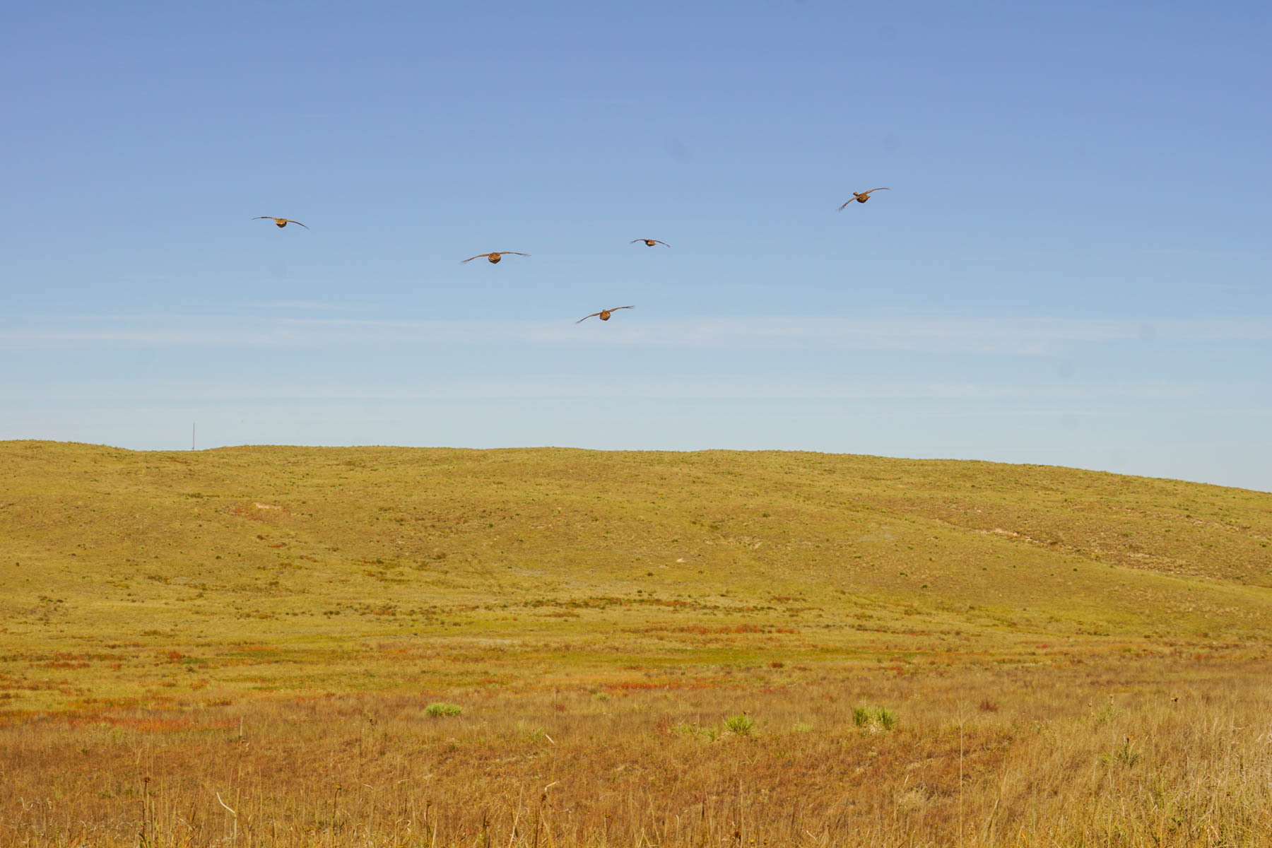 Nebraska Irrigated Farm property picture 27 of 47