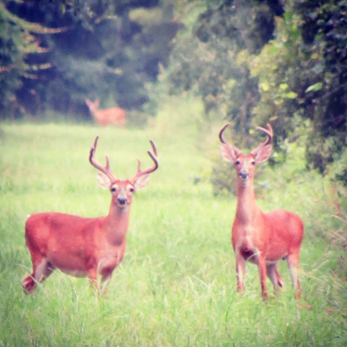 Annandale property picture 65 of 164