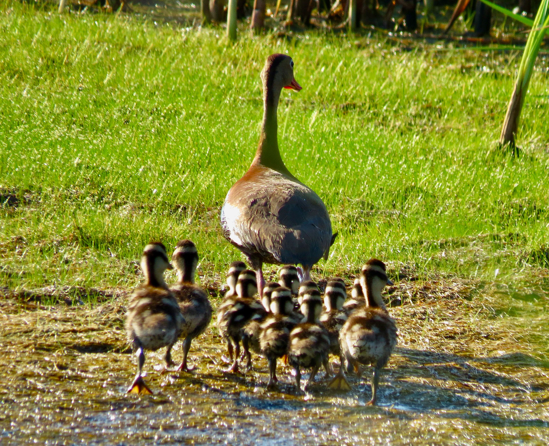 Annandale property picture 64 of 164