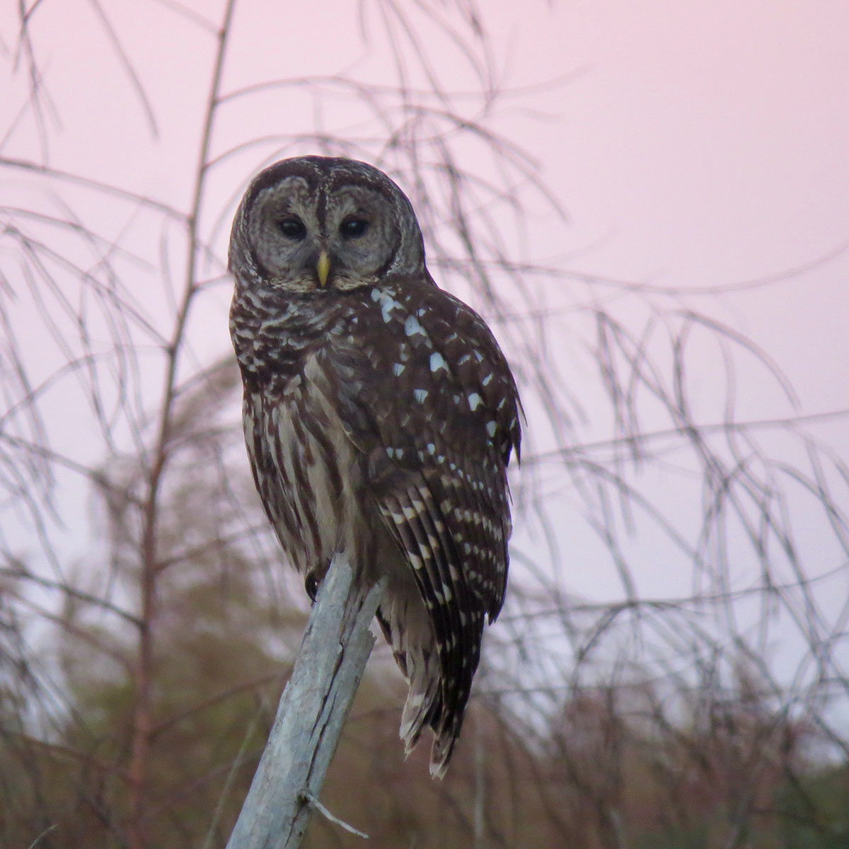 Annandale property picture 60 of 164