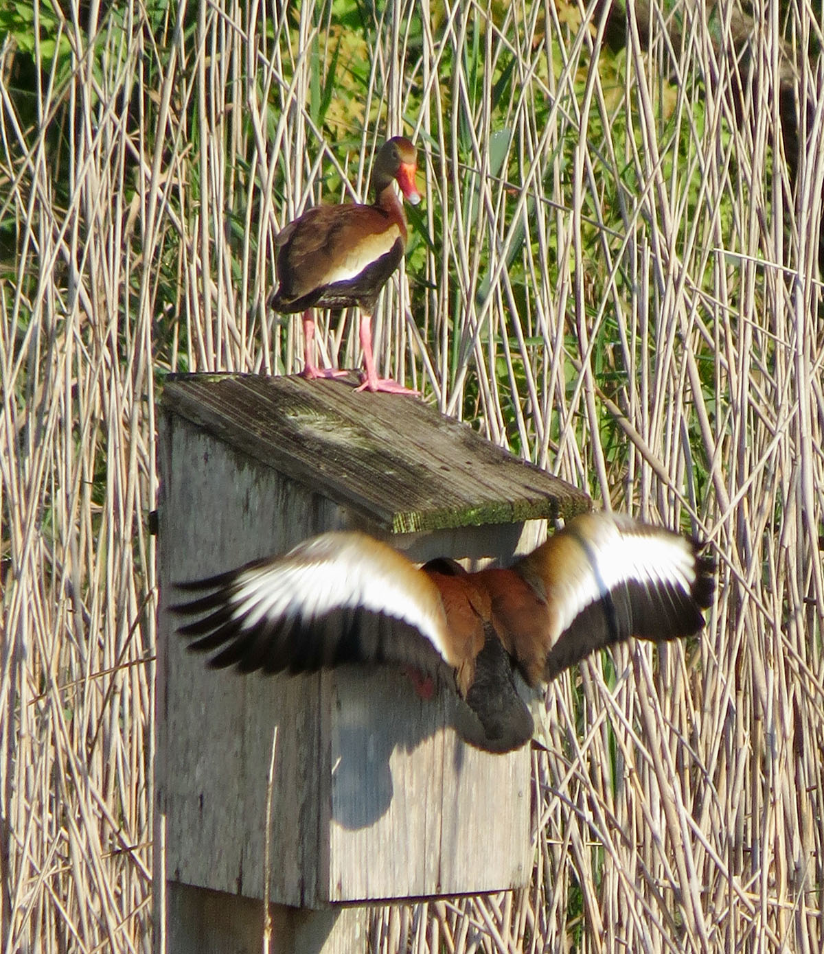 Annandale property picture 63 of 164