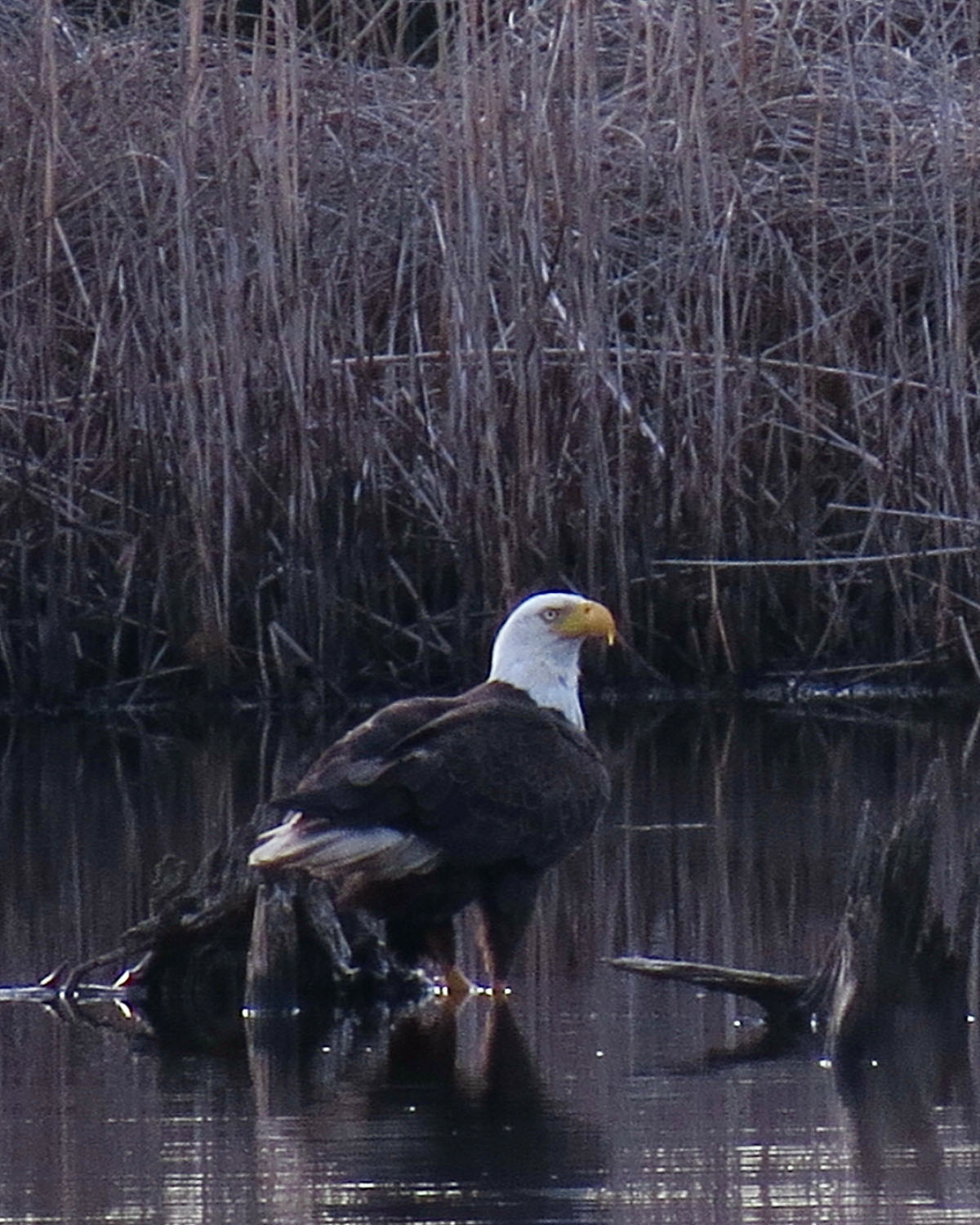 Annandale property picture 62 of 164