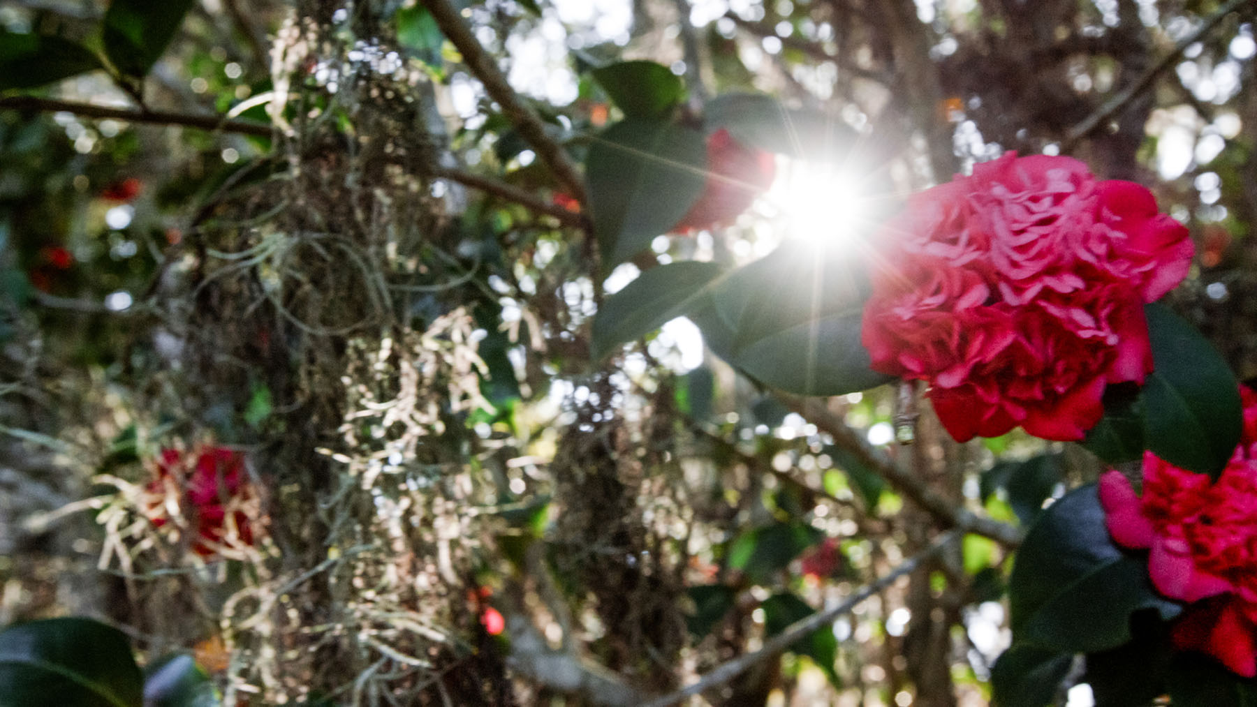 Annandale property picture 31 of 164