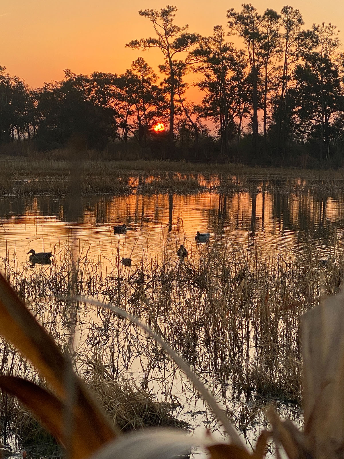 Annandale property picture 13 of 164