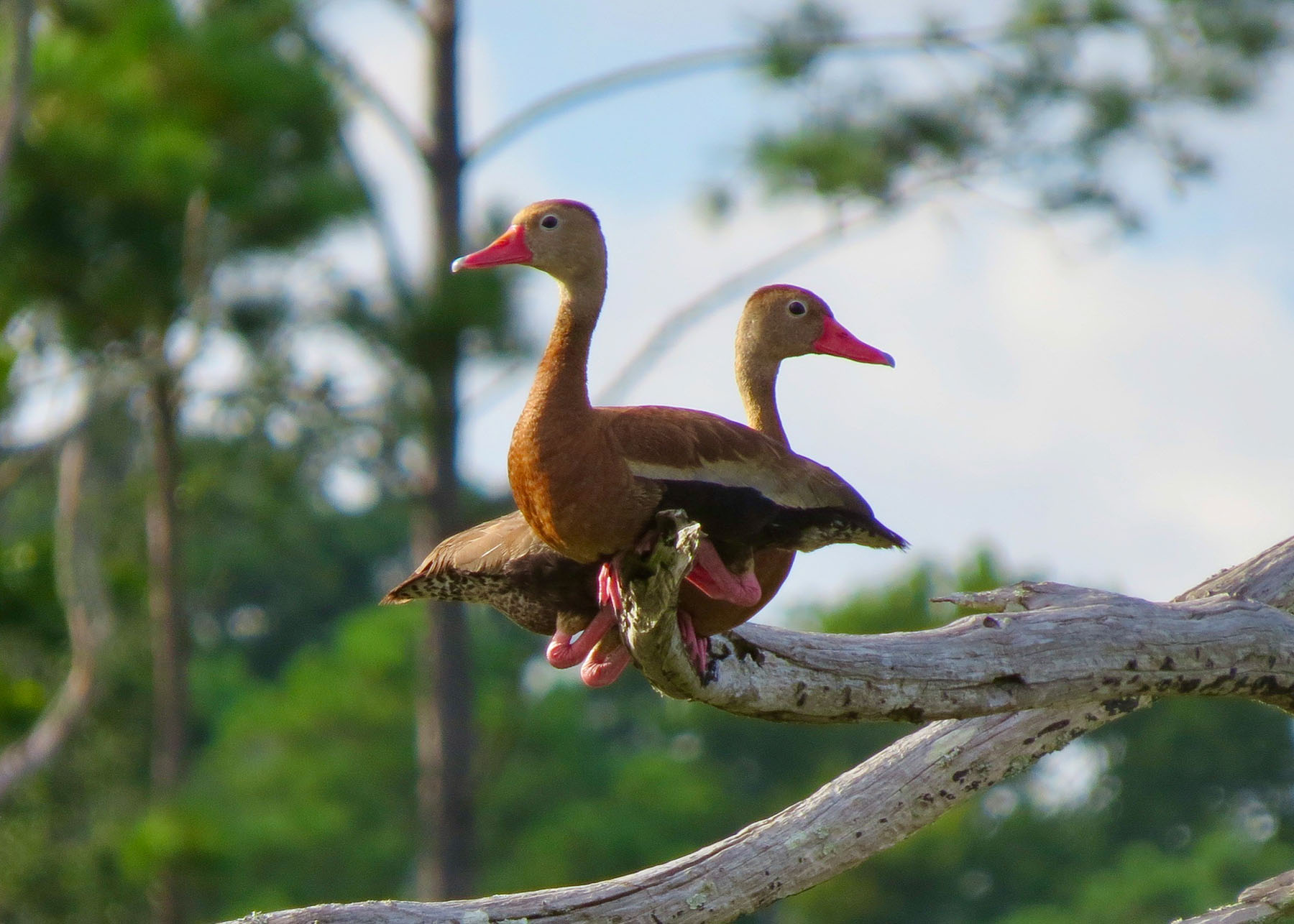 Annandale property picture 58 of 164