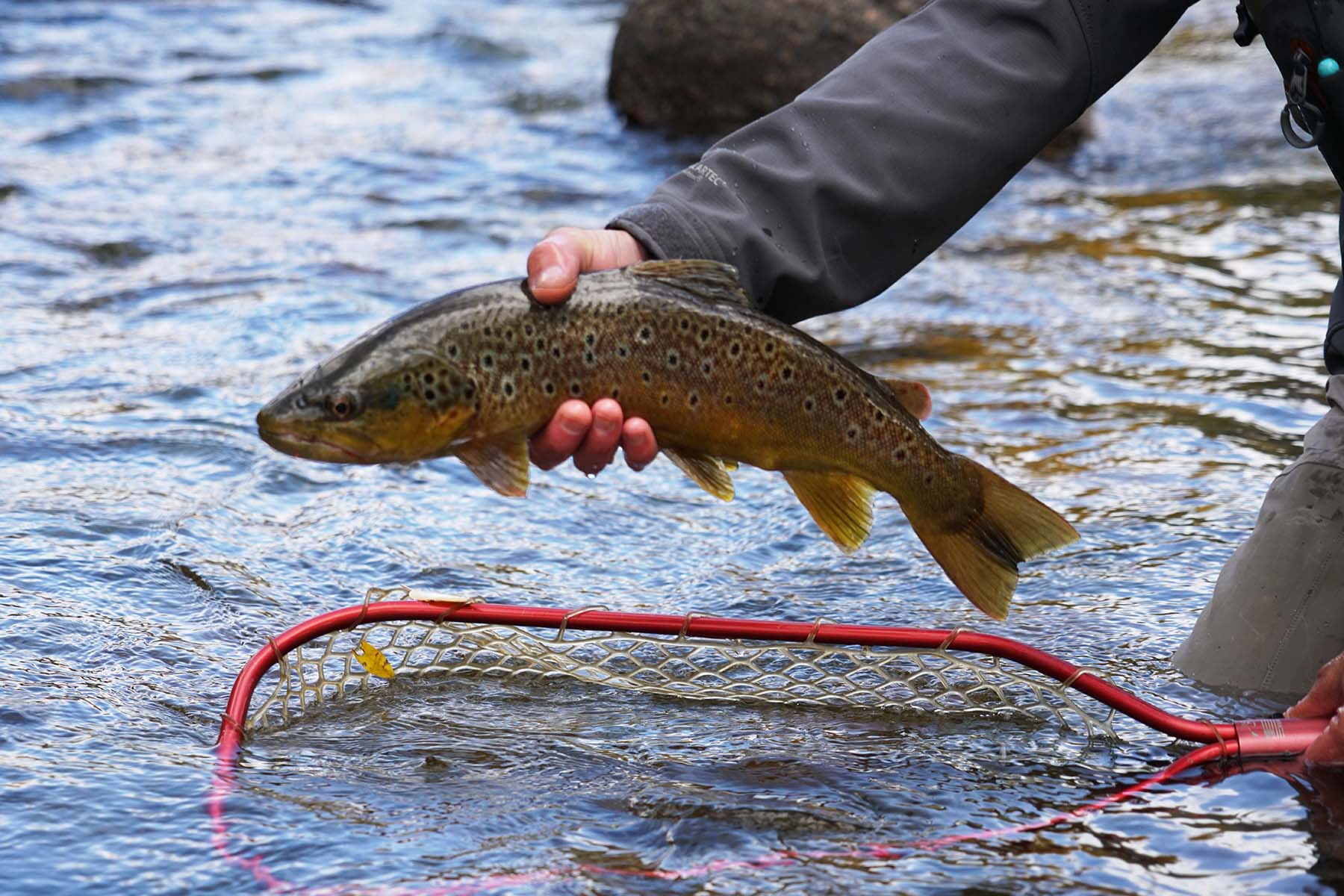 Pass Creek Ranch property picture 50 of 87