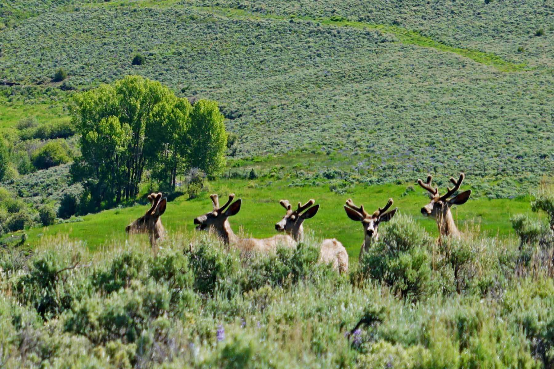 Pass Creek Ranch property picture 39 of 87