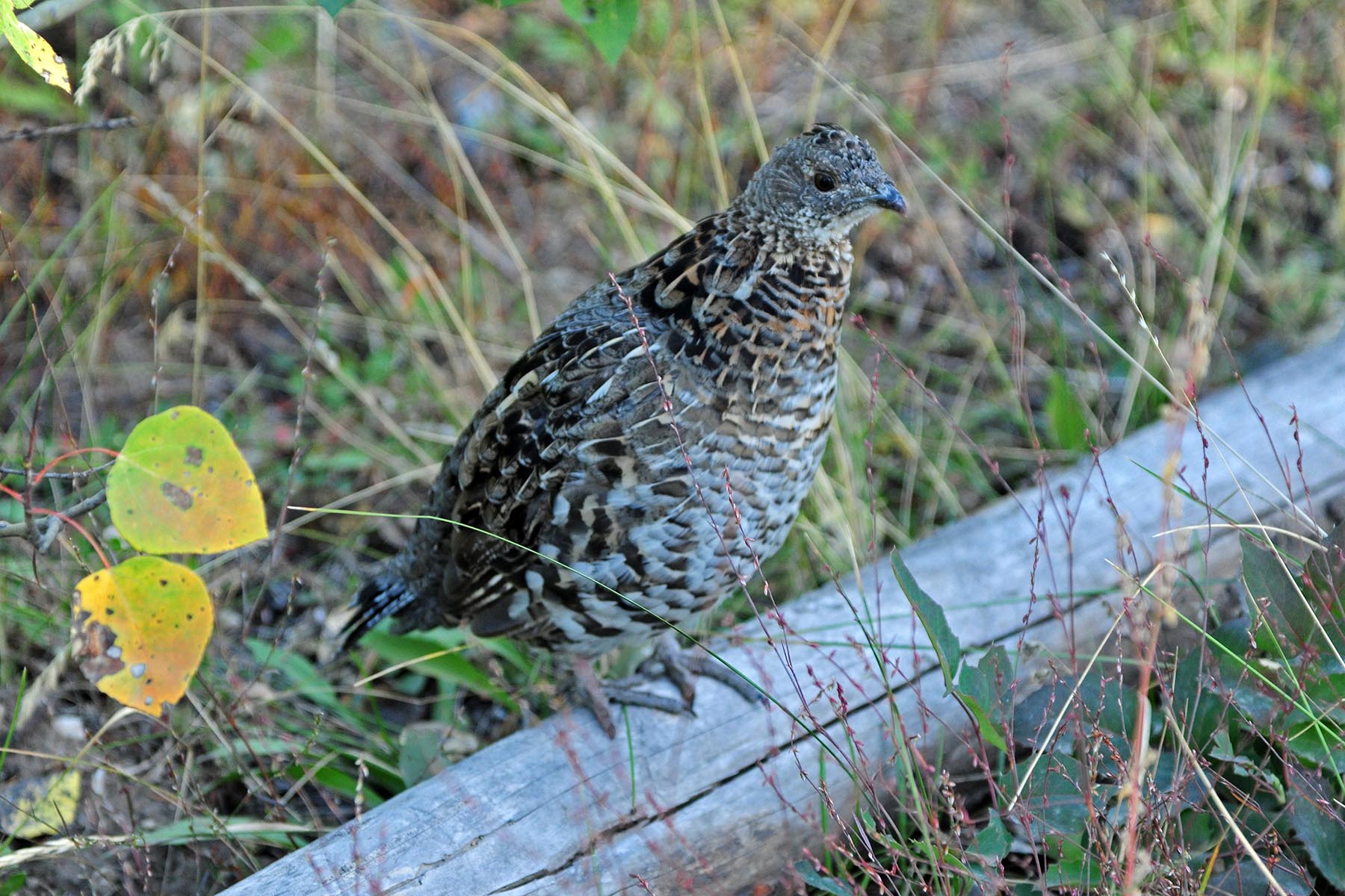 Pass Creek Ranch property picture 71 of 87