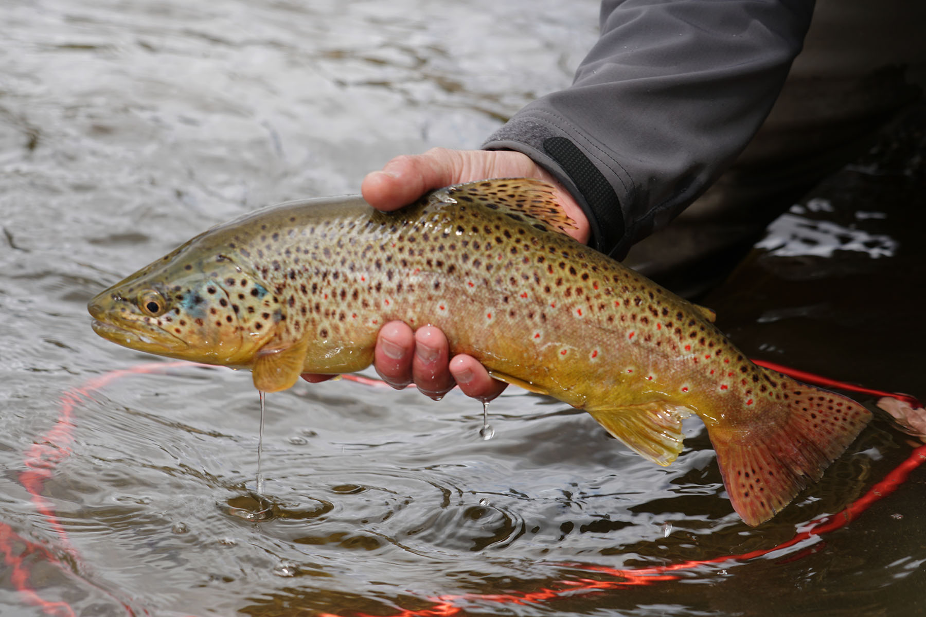 Pass Creek Ranch property picture 25 of 87