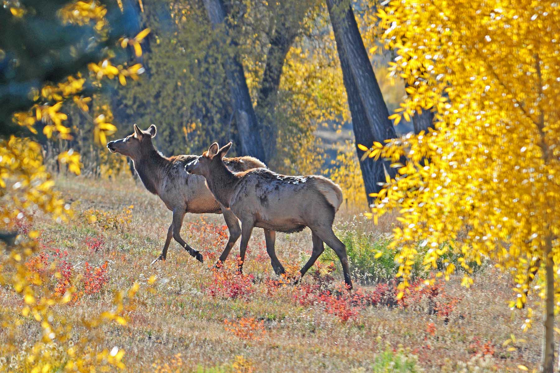 Pass Creek Ranch property picture 54 of 87