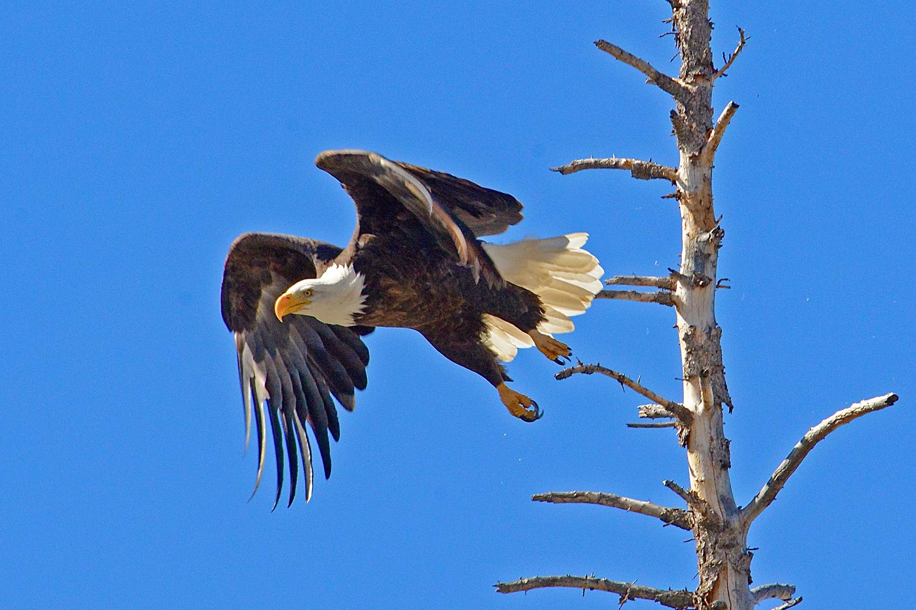 Pass Creek Ranch property picture 87 of 87