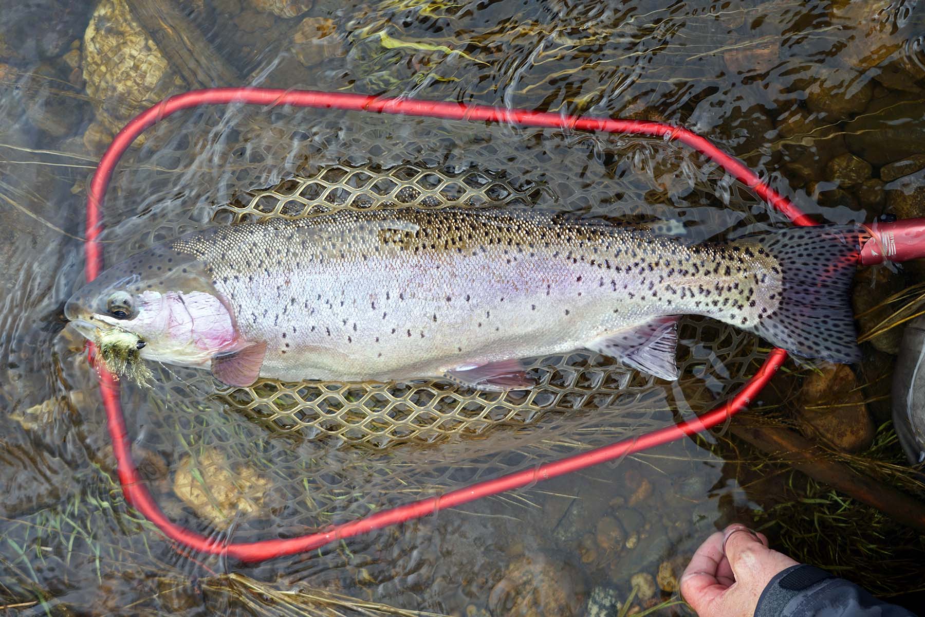 Pass Creek Ranch property picture 42 of 87