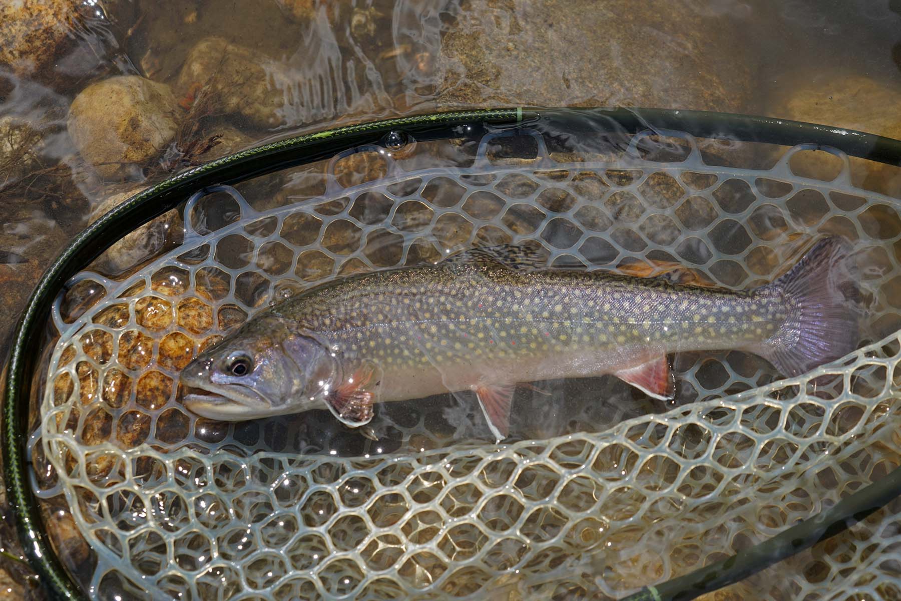 Pass Creek Ranch property picture 61 of 87