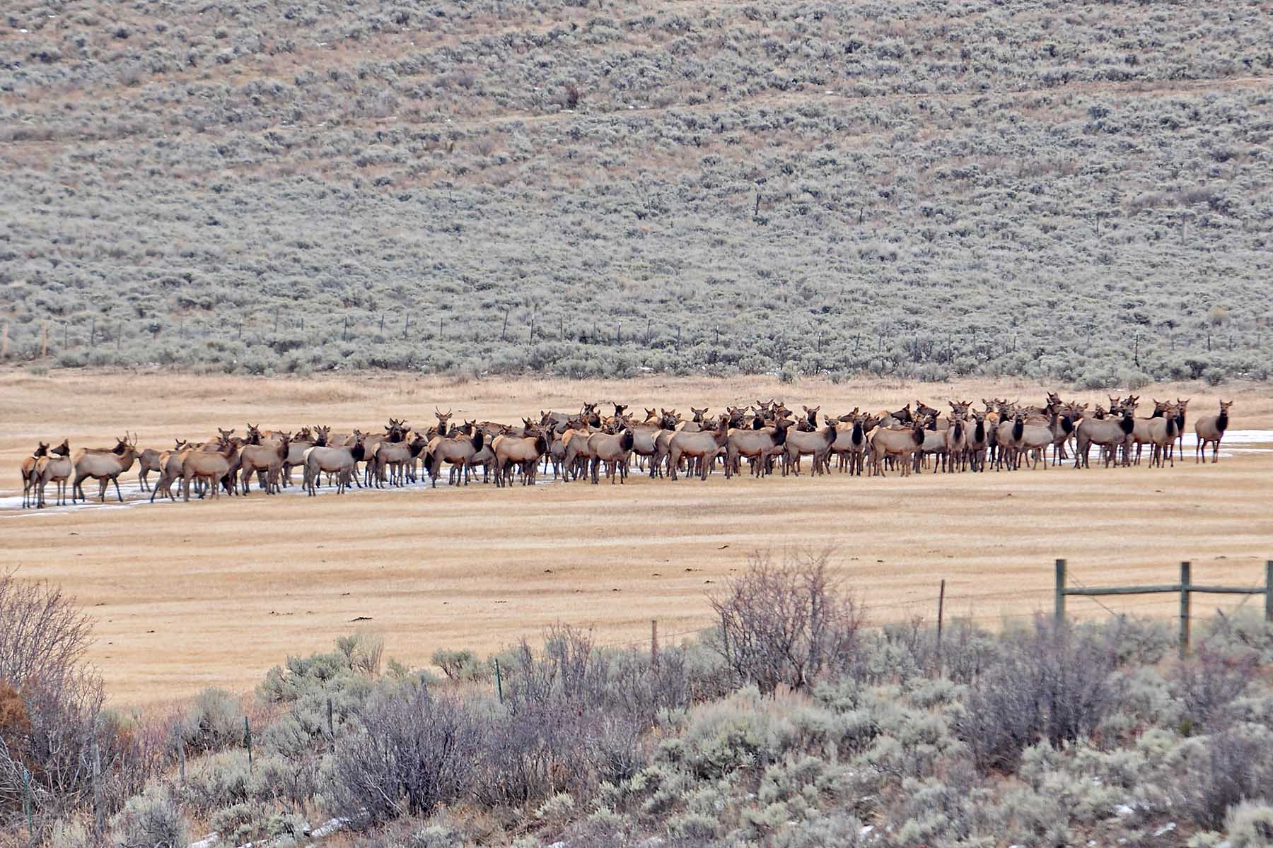 Pass Creek Ranch property picture 65 of 87