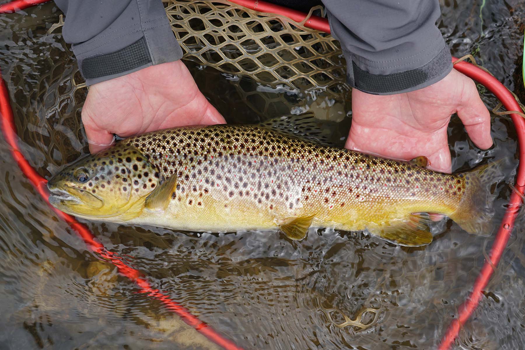 Pass Creek Ranch property picture 31 of 87