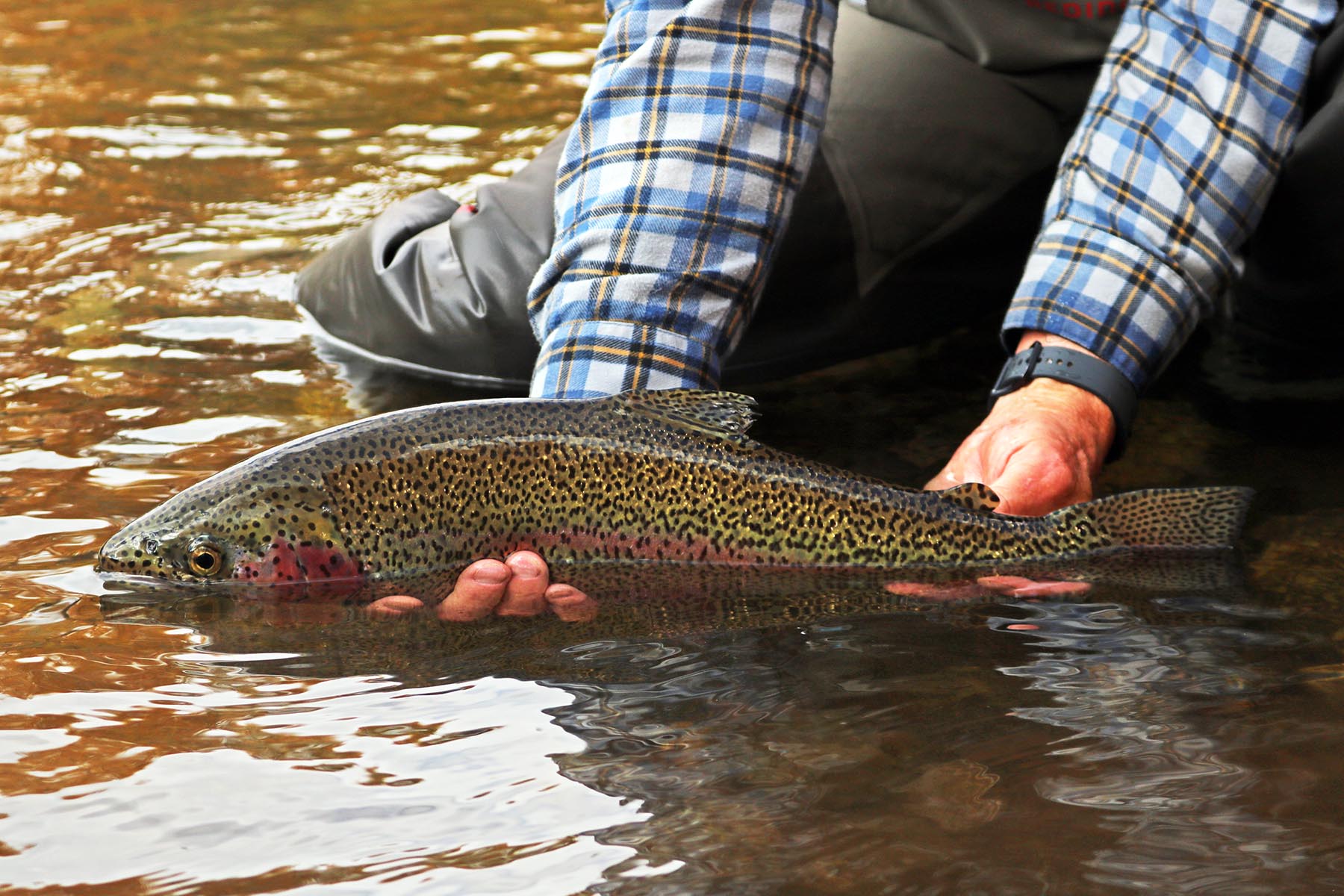 Pass Creek Ranch property picture 56 of 87