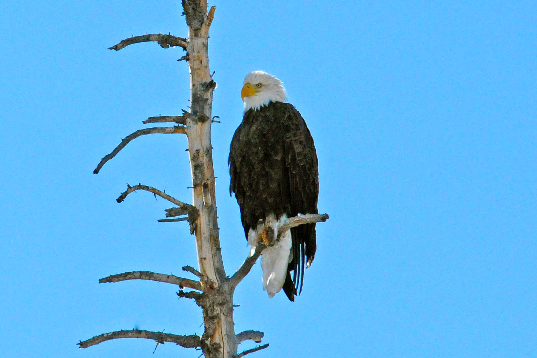 Pass Creek Ranch property picture 63 of 87