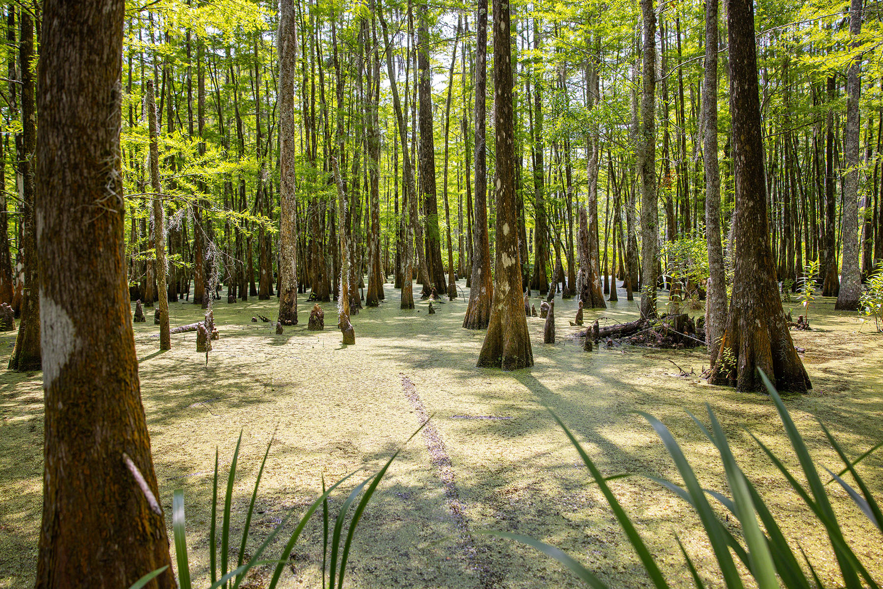 Dover property picture 115 of 119