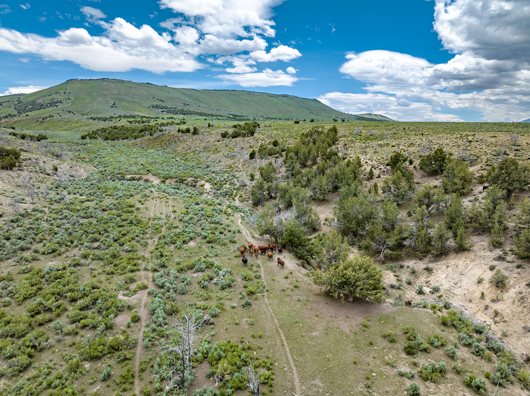 Diamond Springs Ranch property picture 29 of 48