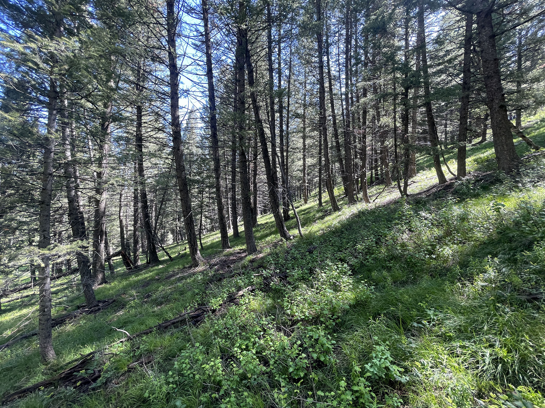 Soaring Eagle Retreat property picture 55 of 79