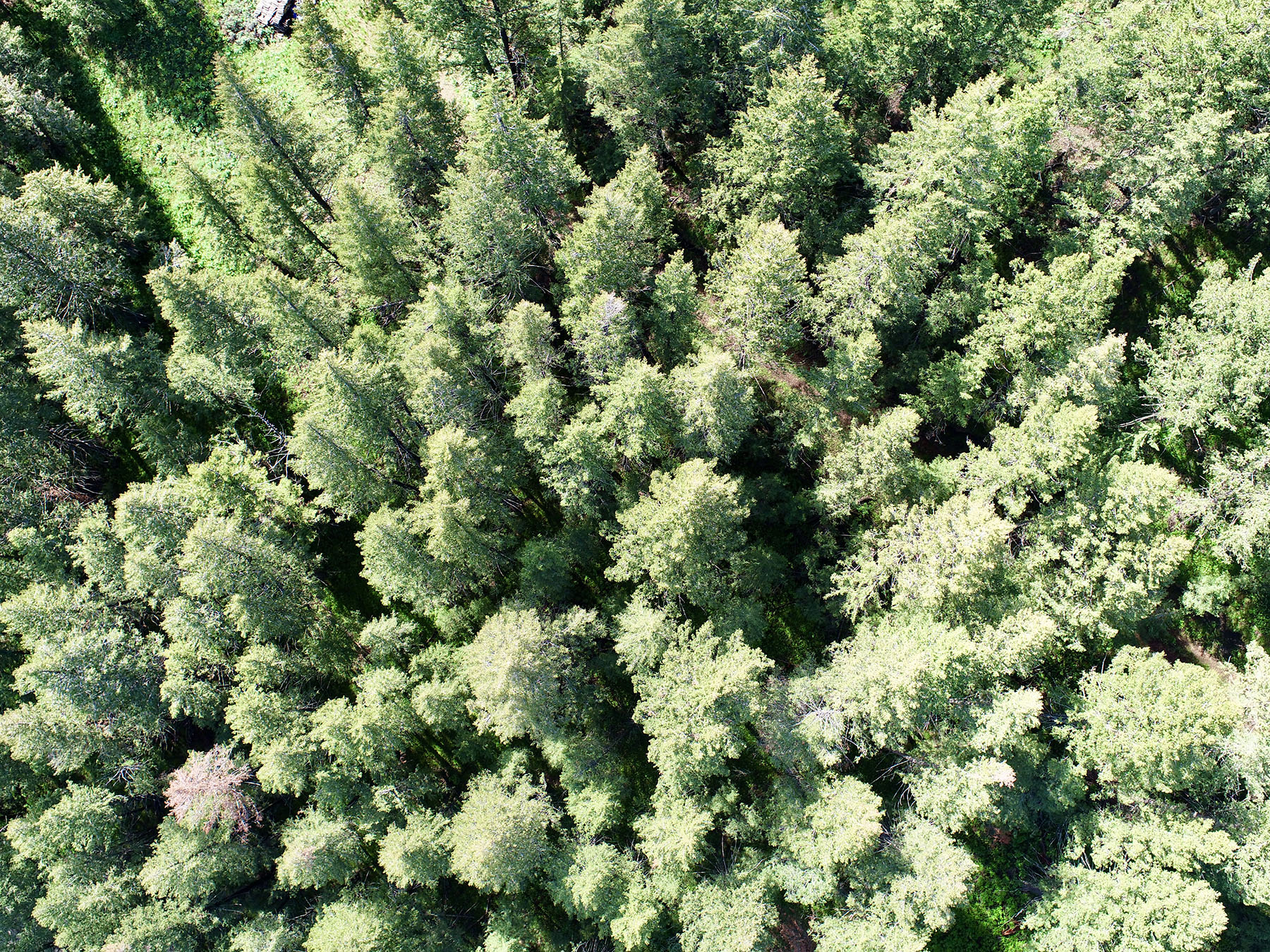 Soaring Eagle Retreat property picture 60 of 79