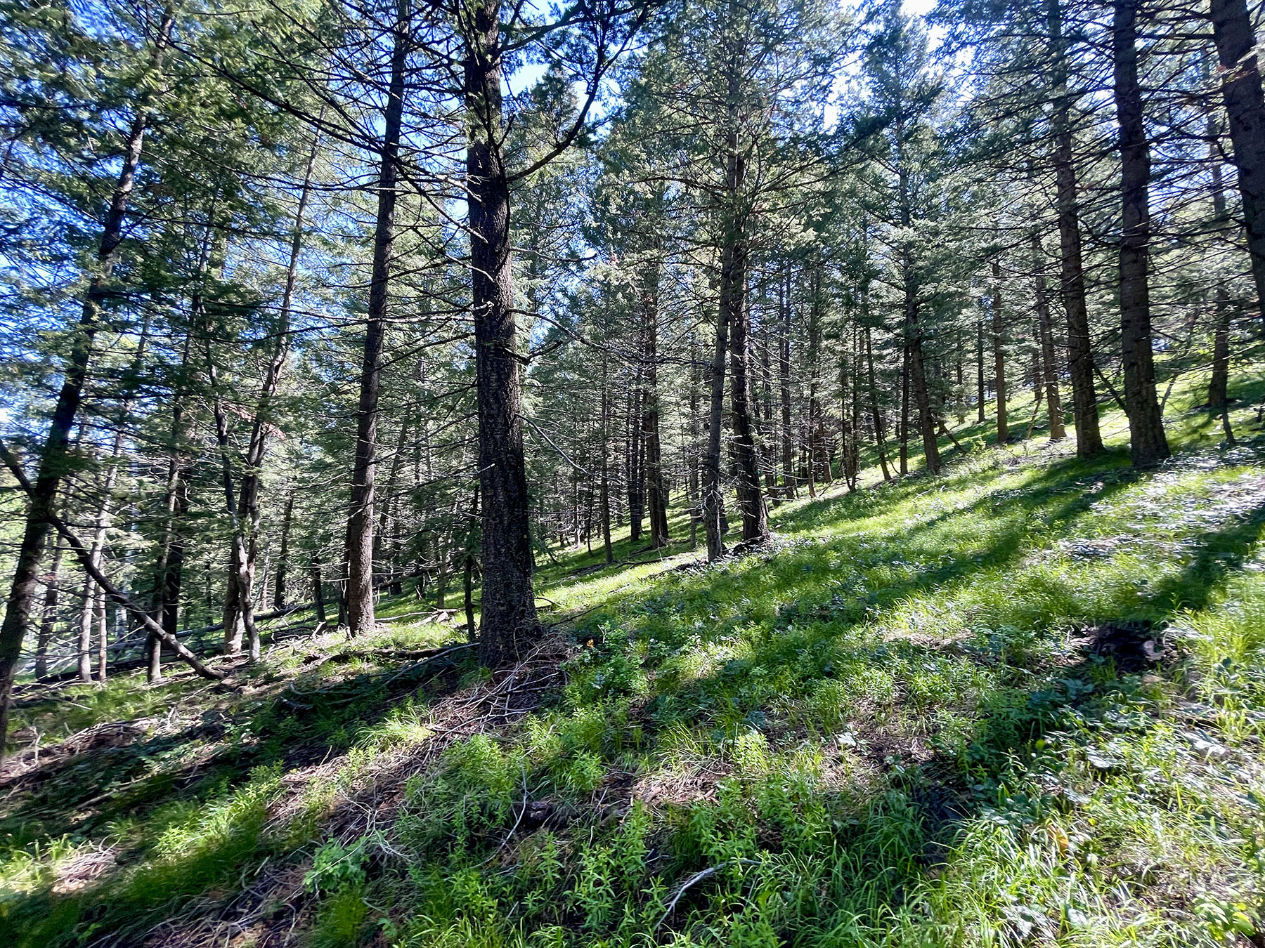 Soaring Eagle Retreat For Sale Idaho Hall and Hall