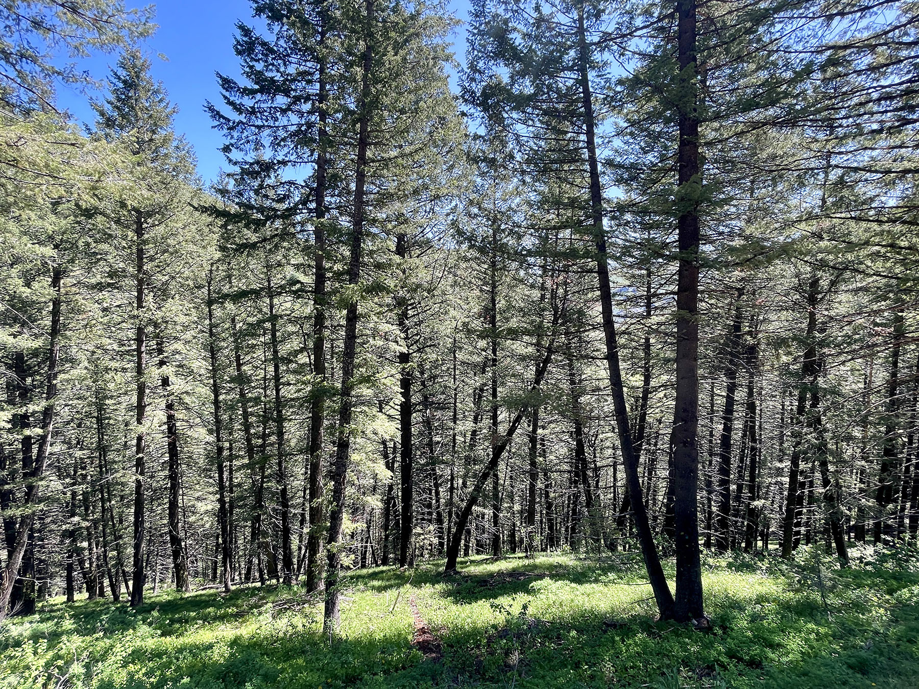 Soaring Eagle Retreat property picture 57 of 79