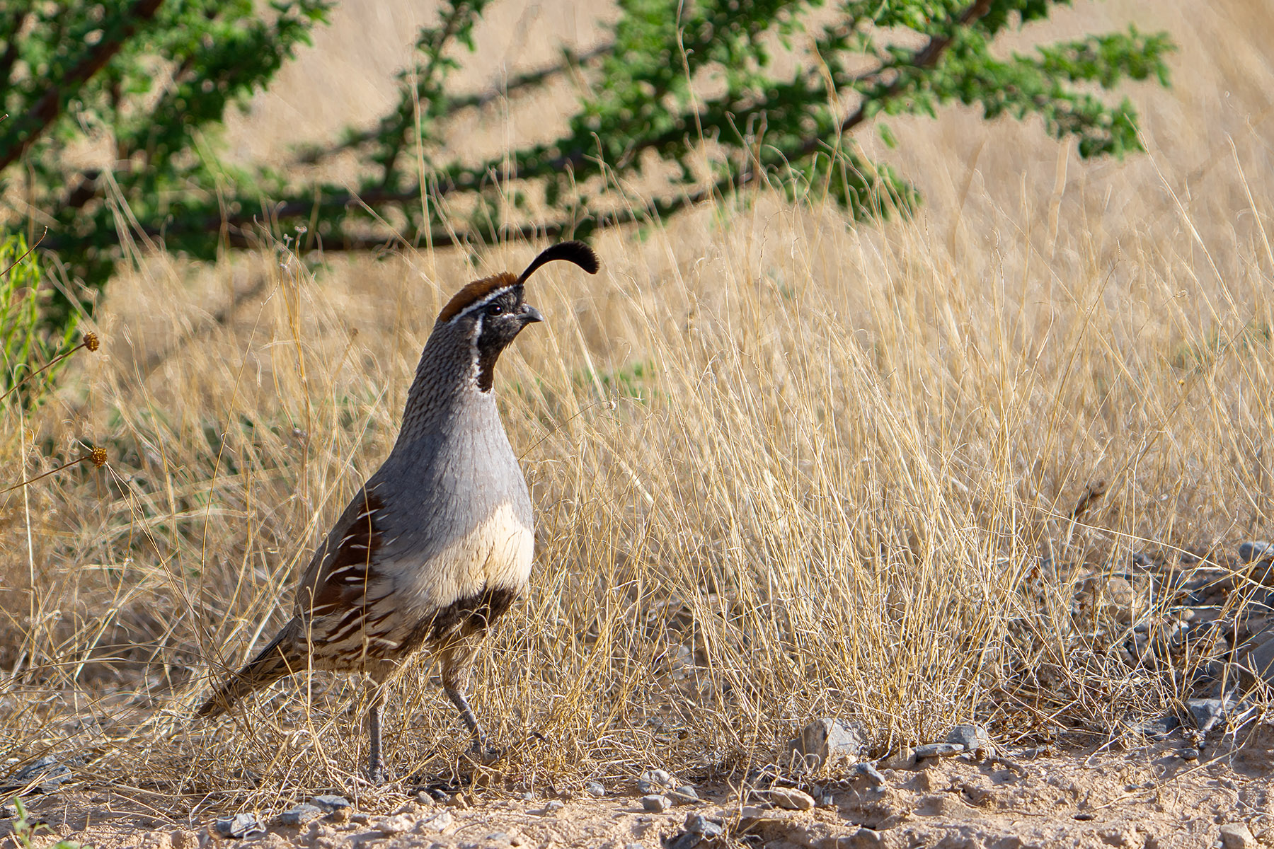 Quitman Canyon Ranch property picture 2 of 50