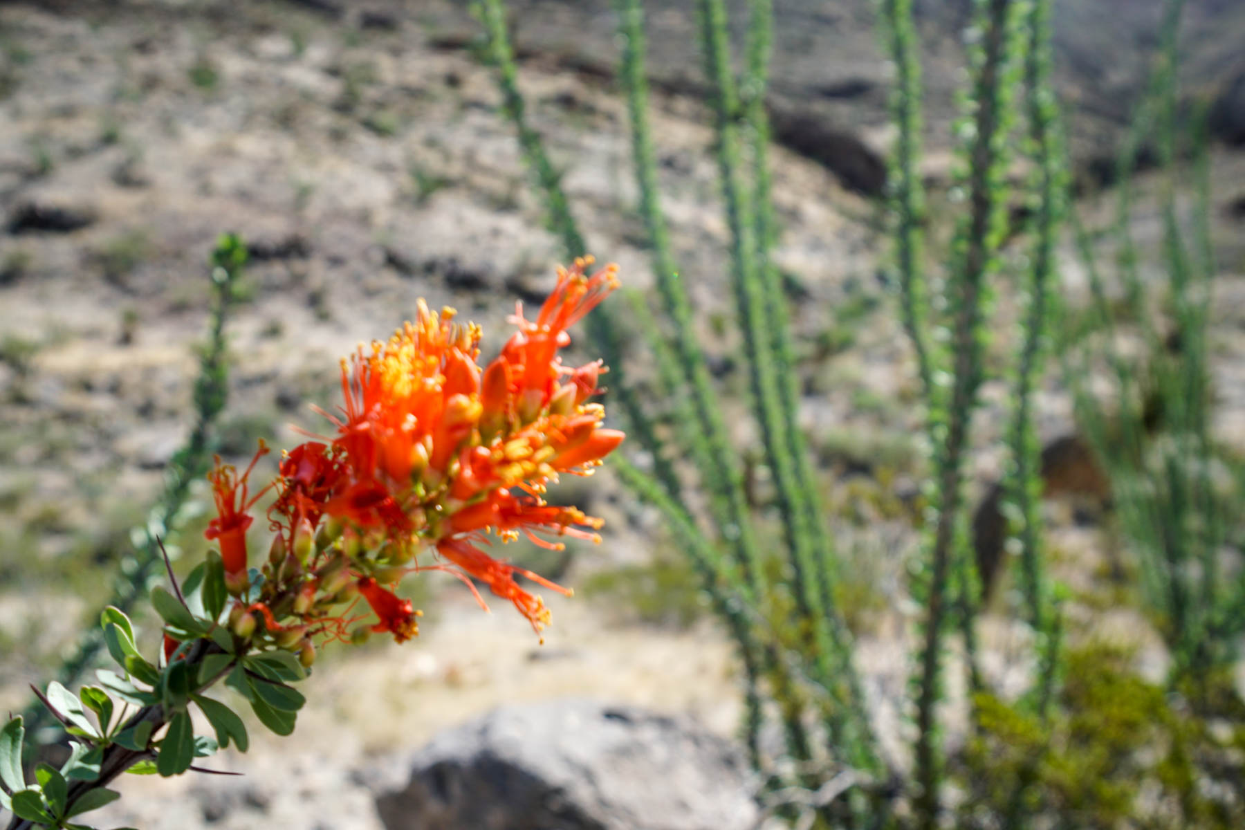 Quitman Canyon Ranch property picture 39 of 50