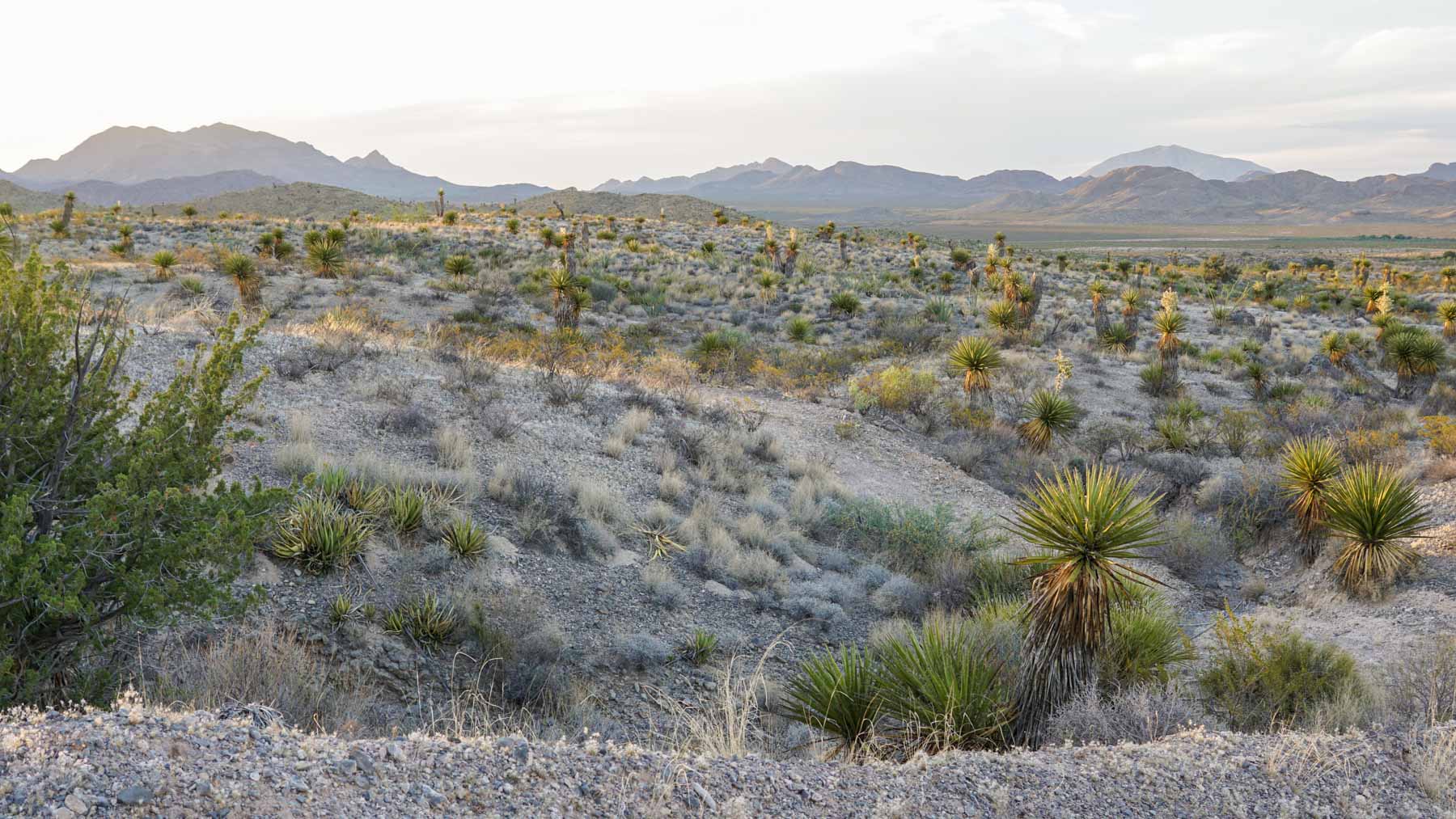 Quitman Canyon Ranch property picture 25 of 50