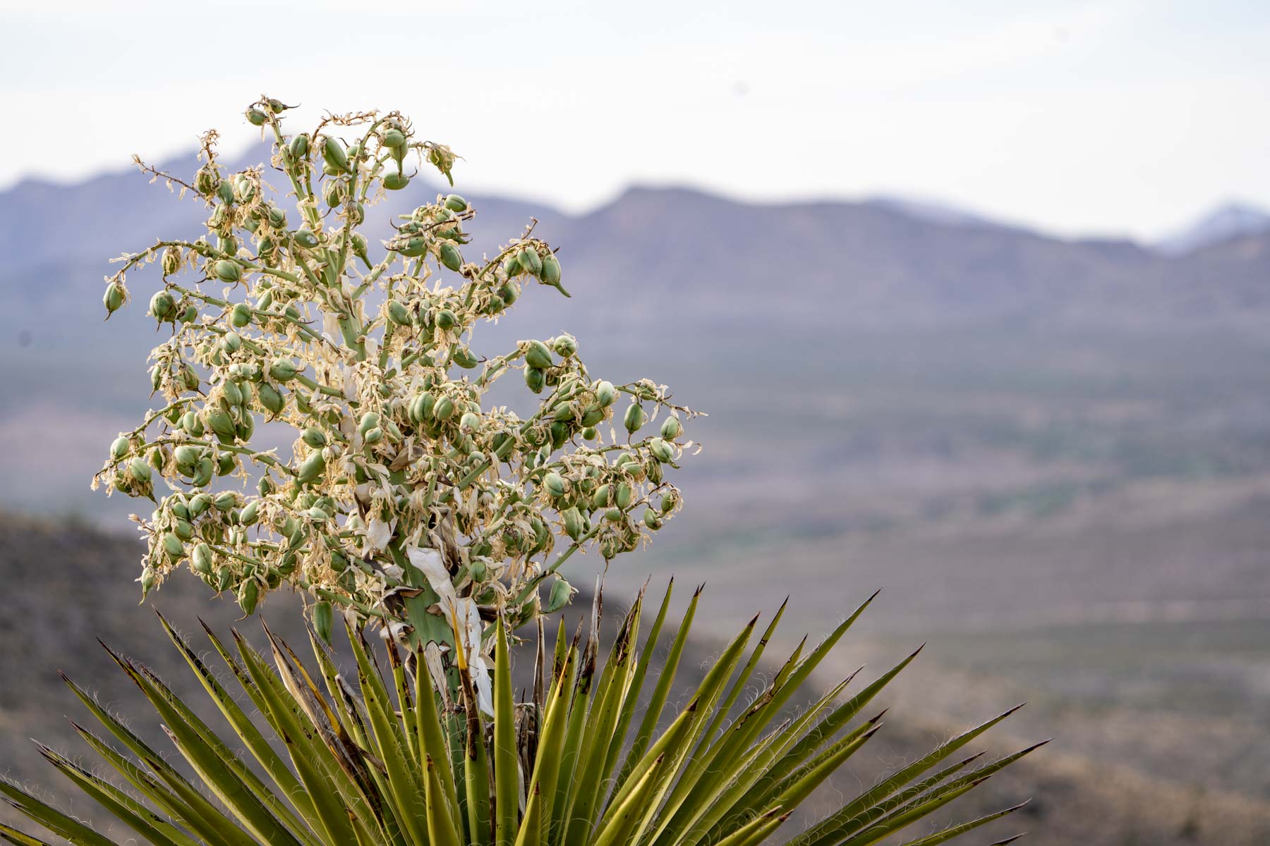 Quitman Canyon Ranch property picture 13 of 50