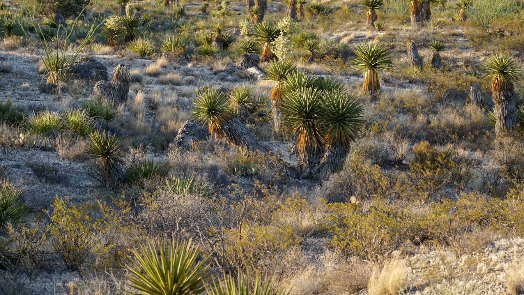 Quitman Canyon Ranch property picture 24 of 50