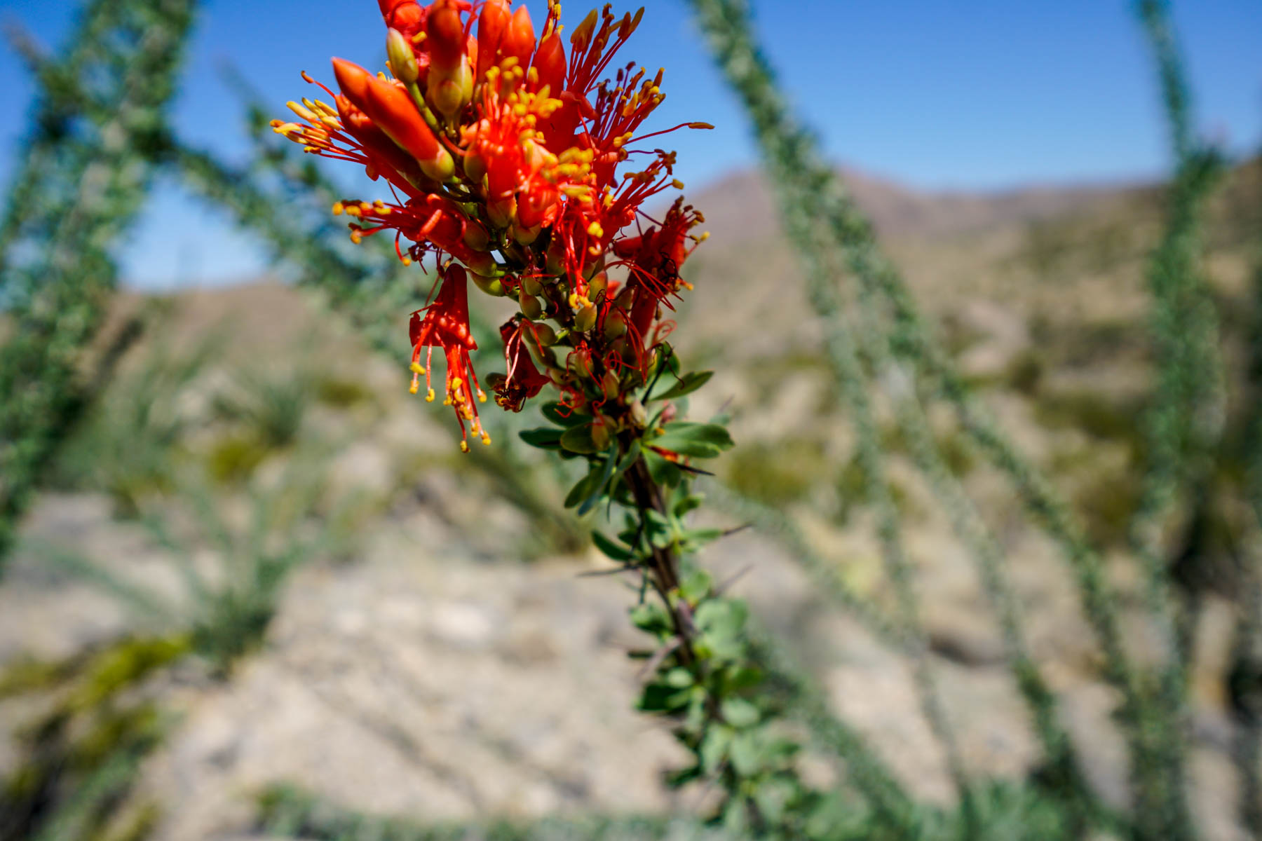 Quitman Canyon Ranch property picture 43 of 50