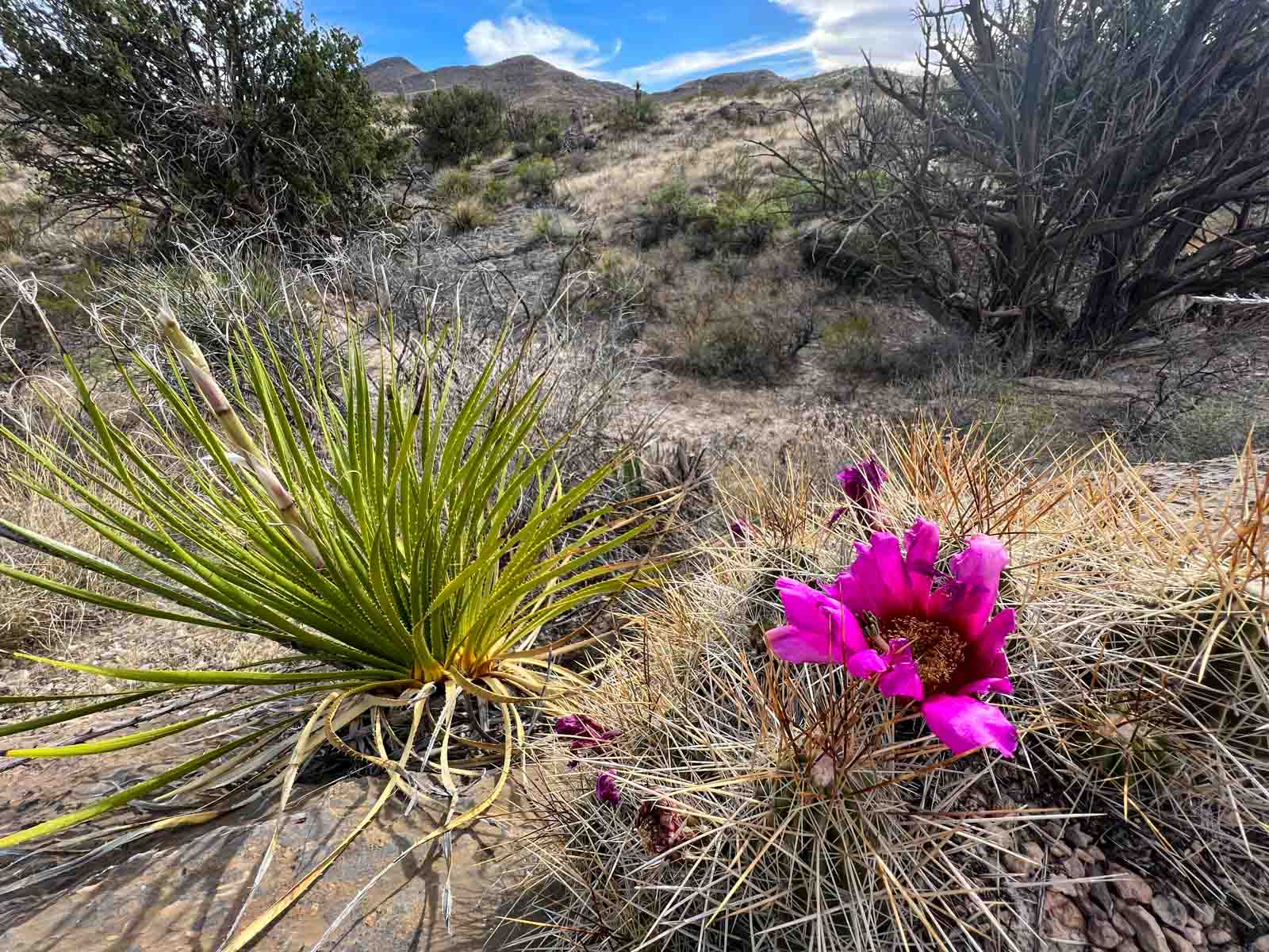 Quitman Canyon Ranch property picture 9 of 50