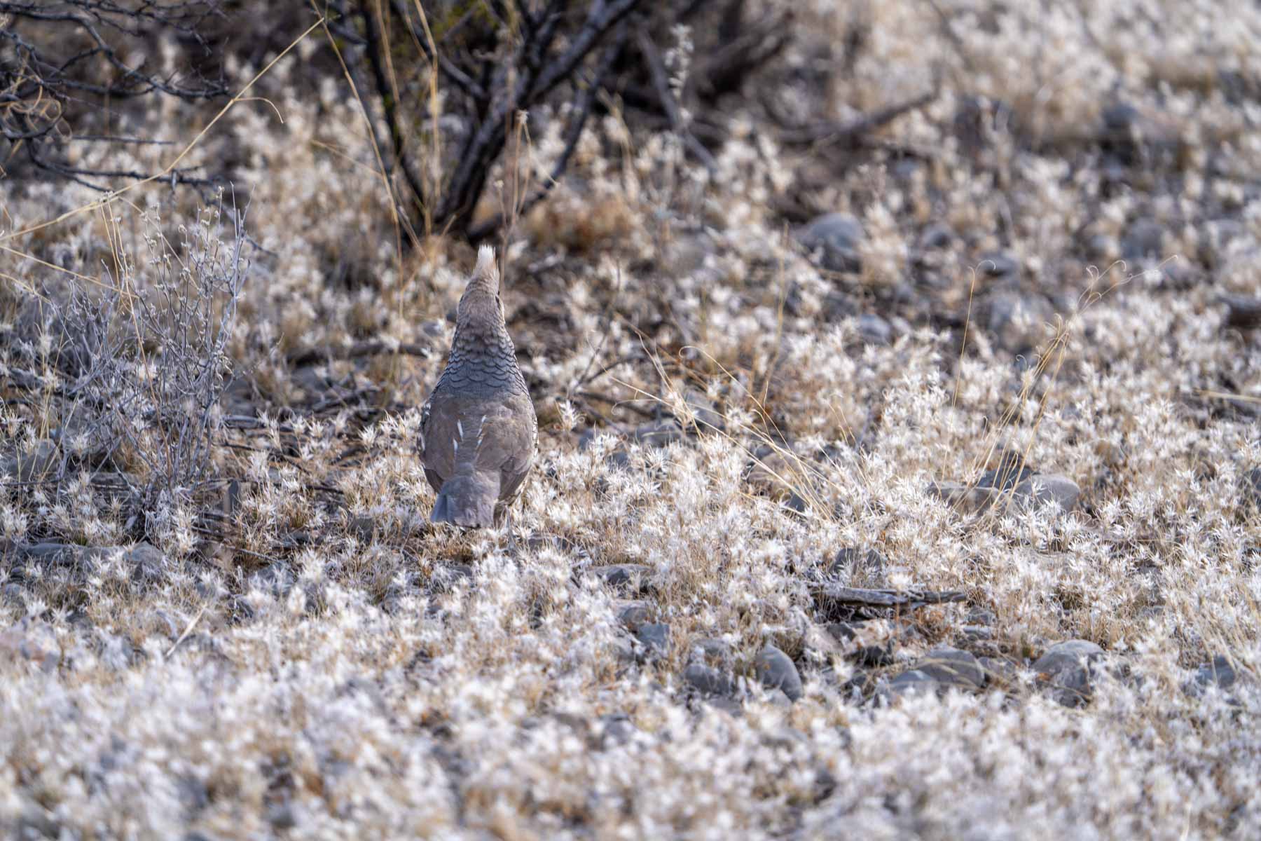 Quitman Canyon Ranch property picture 7 of 50