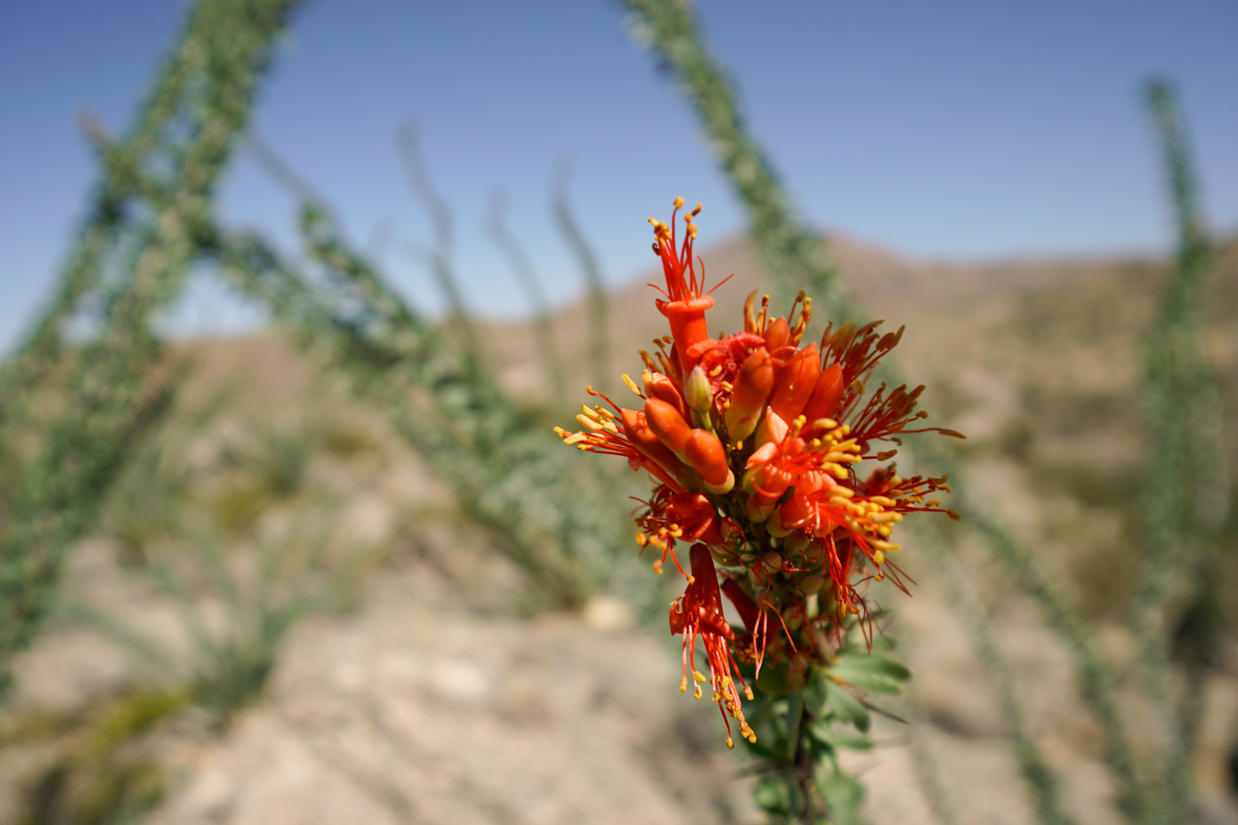 Quitman Canyon Ranch property picture 42 of 50