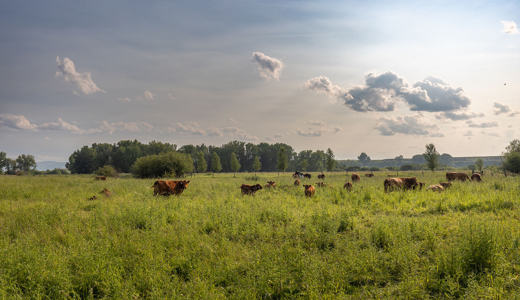 Cole Creek Homestead property picture 6 of 26