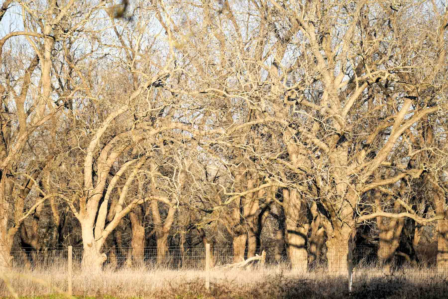 Ranch on Irons Creek property picture 17 of 42
